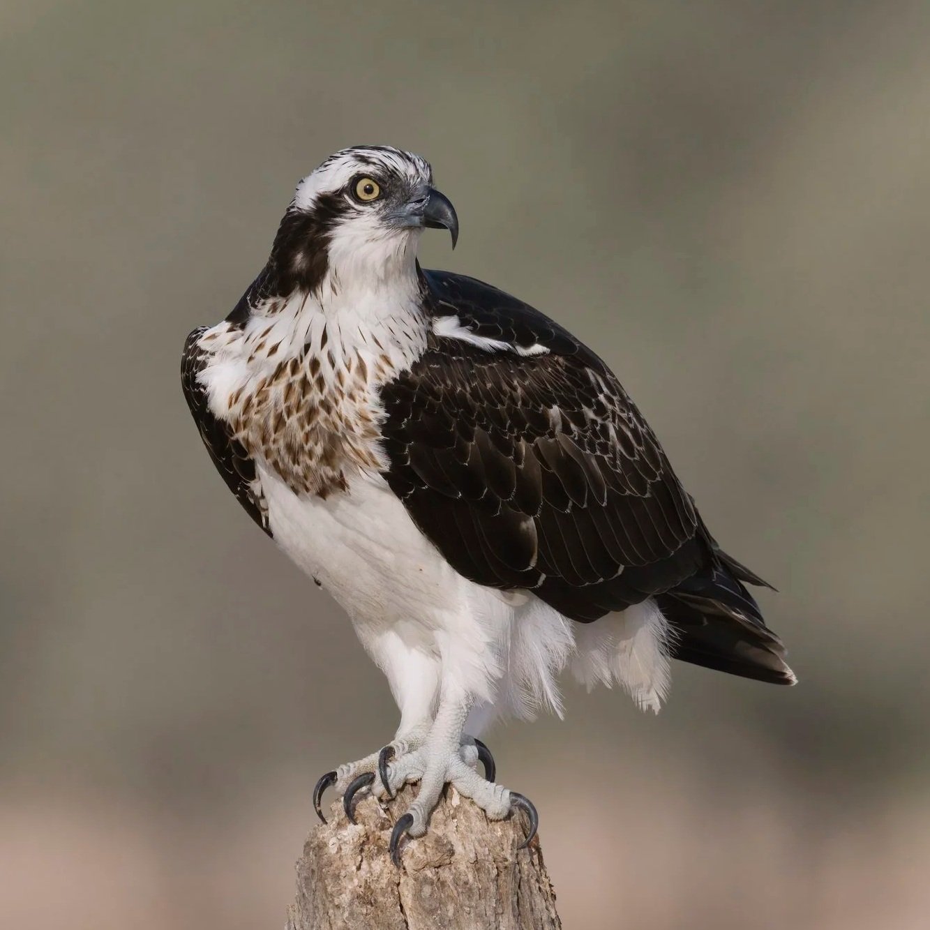 Osprey \ Pandion haliaetus