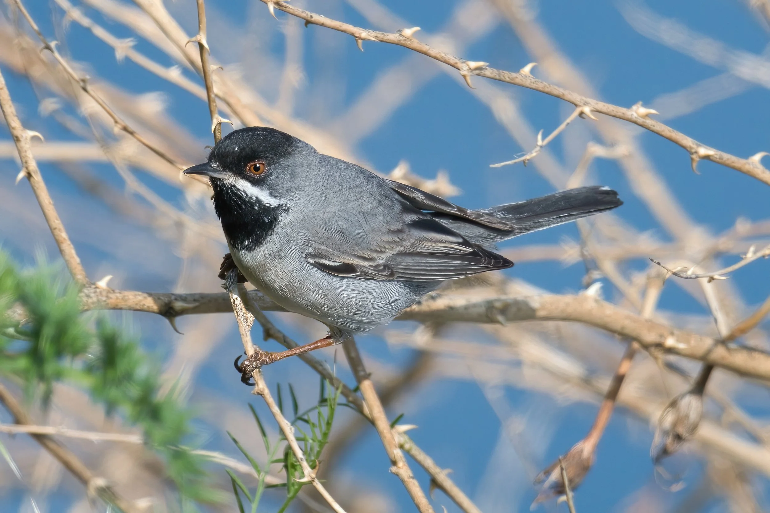 Ruppells Warbler D54_8816.jpeg