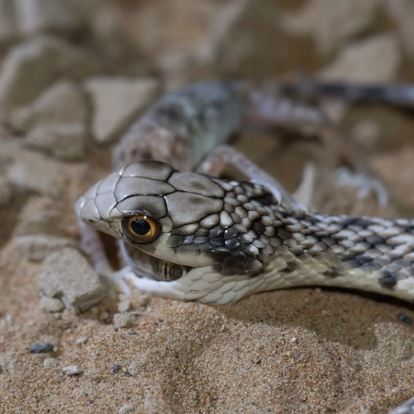 Moila Snake (Malpolon moilensis)