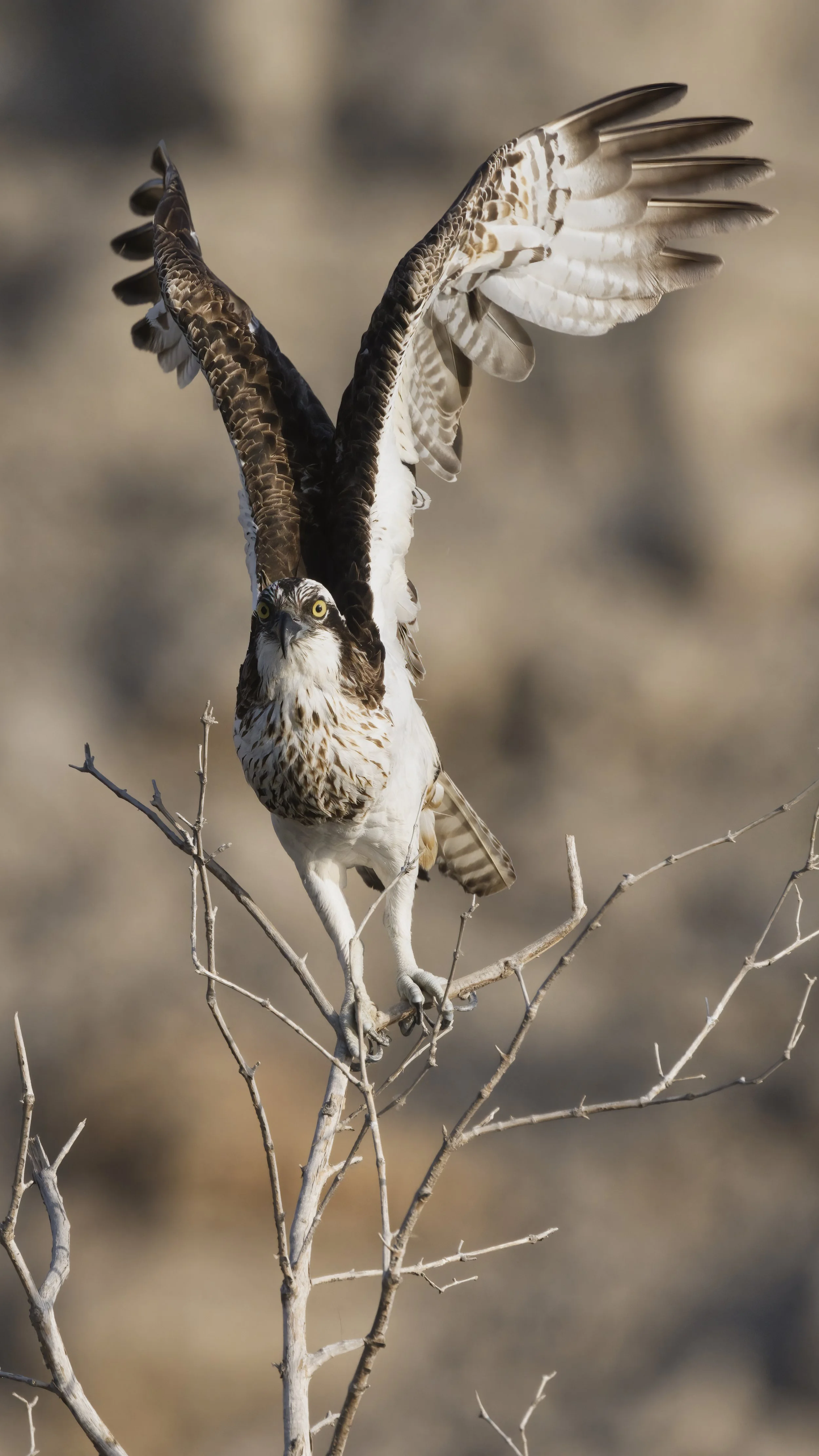 Birds watching trips UAE
