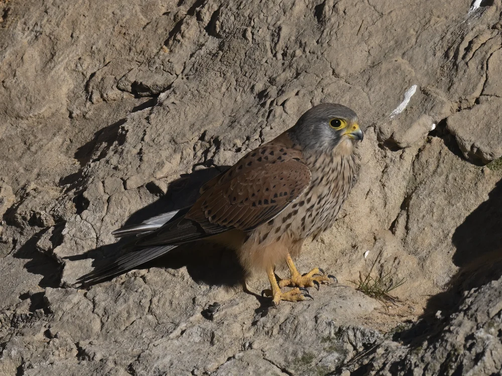 Eurasian Kestrel — best of the story