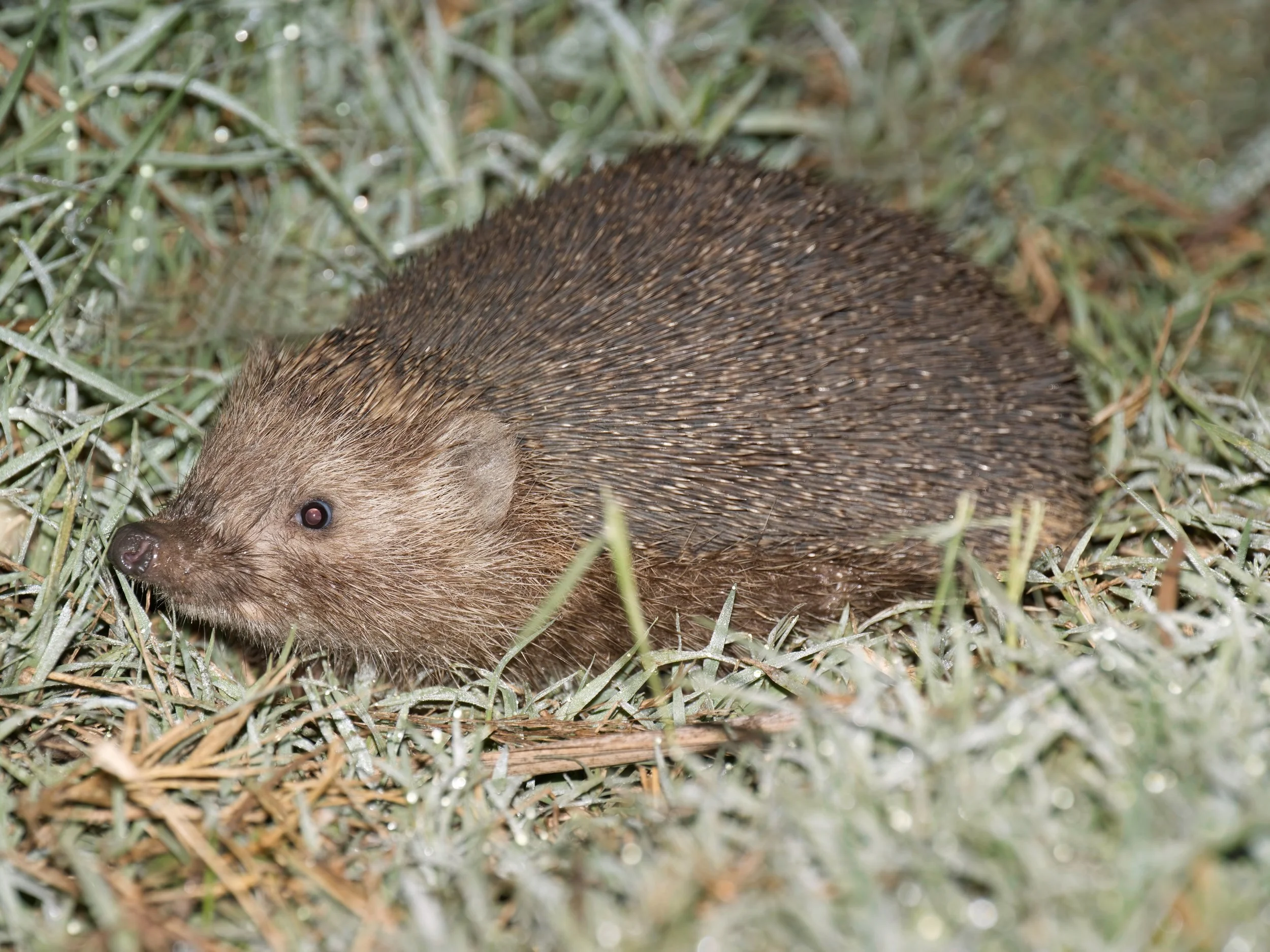 Southern White-breasted Hedgehog (Erinaceus concolor)