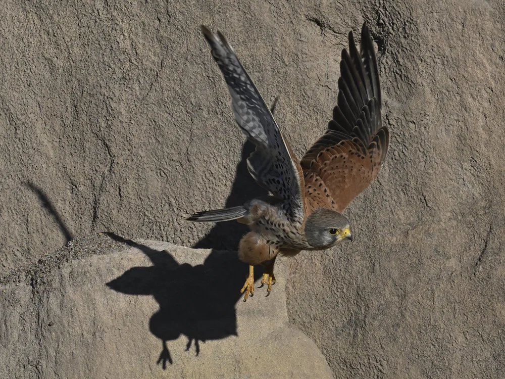 Eurasian Kestrel — Survived The Storm