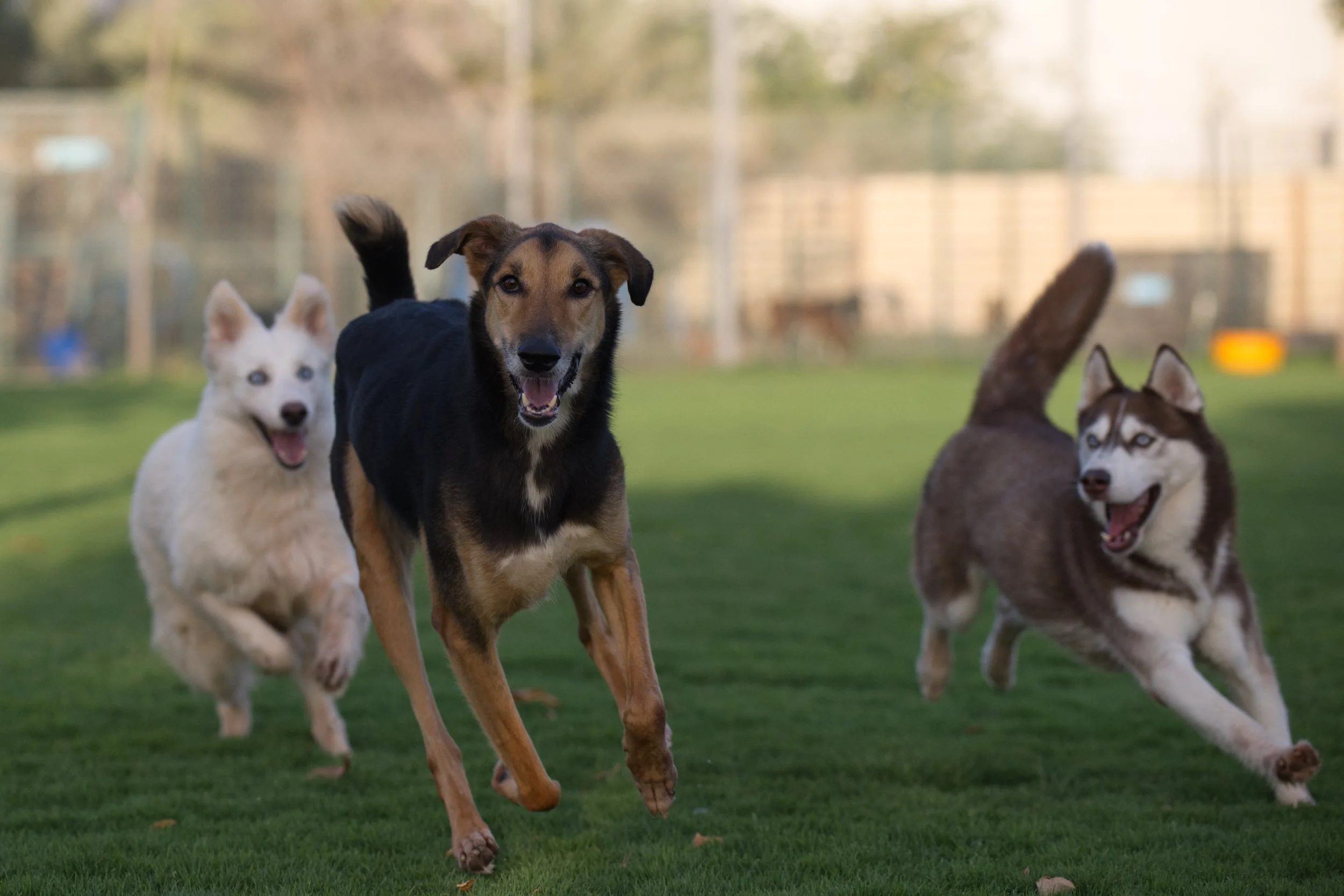 RAK Animal Welfare Center
