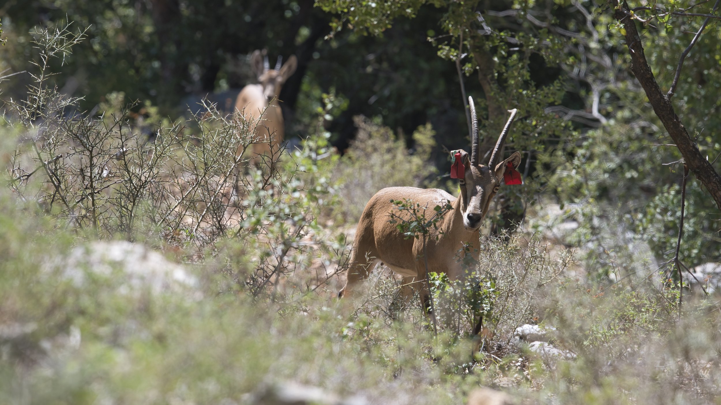 shouf biosphere reserve