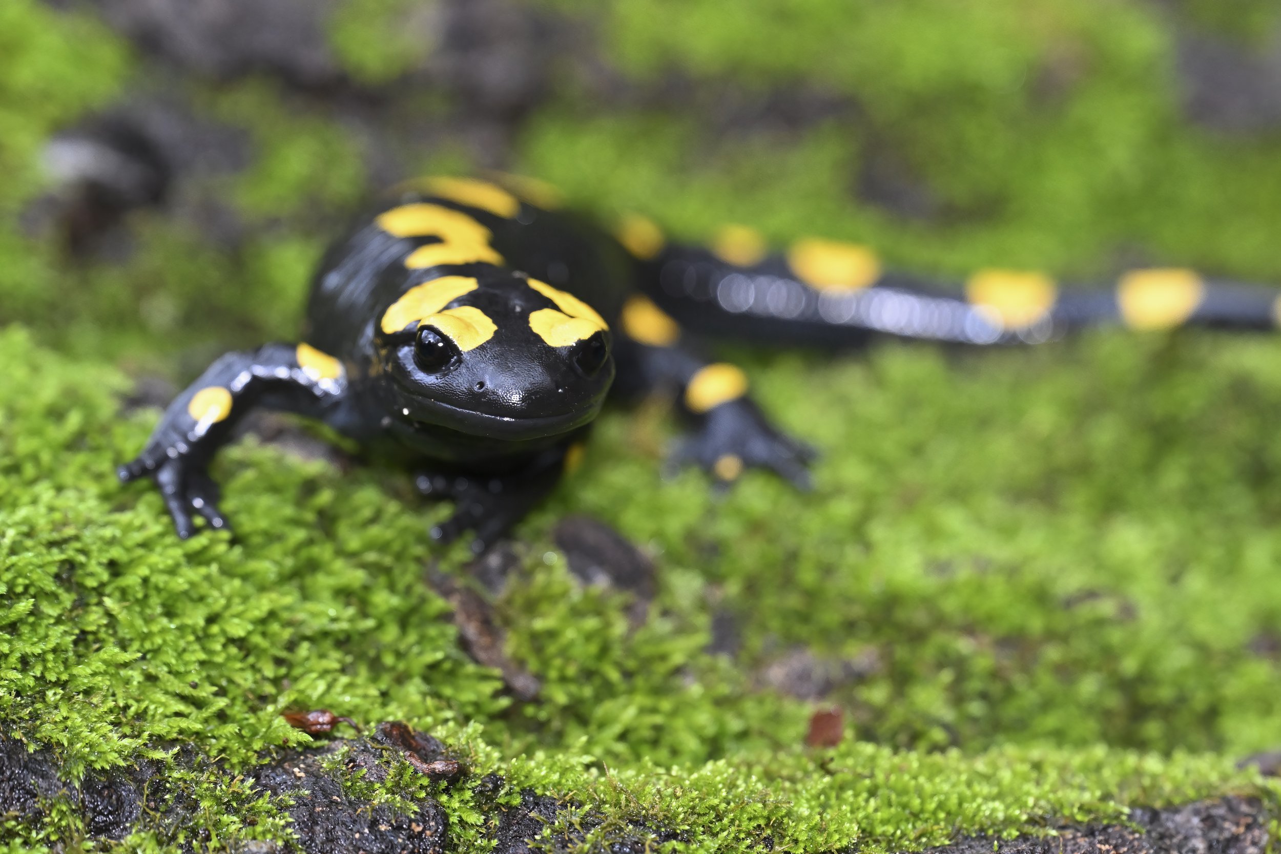 Herping Lebanon