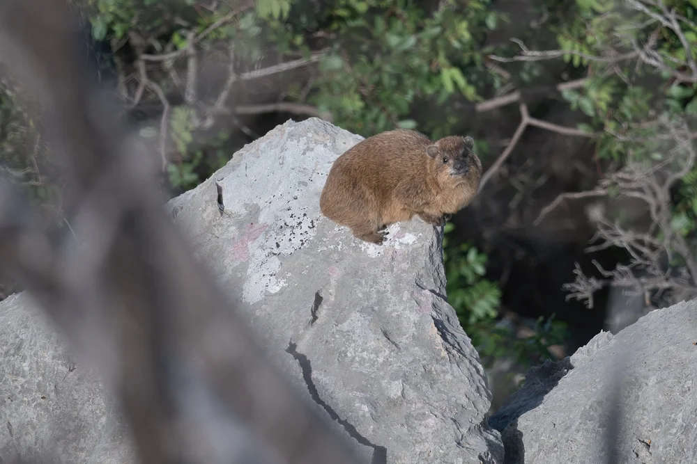 Wildlife lebanon