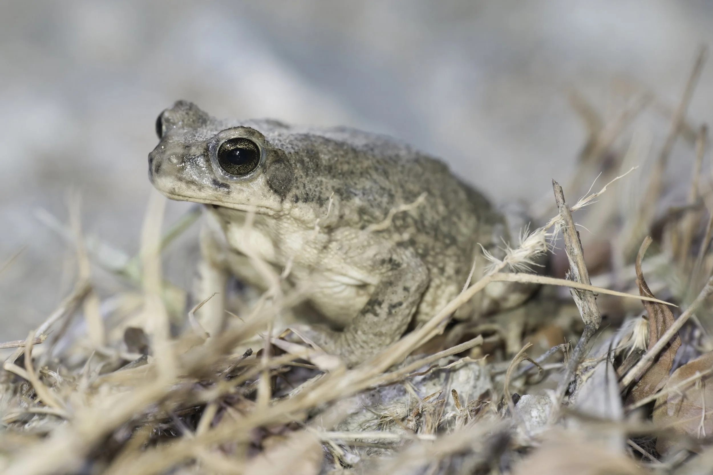 Dhofar Toad (Firouzophrynus dhufarensis)