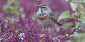 Bluethroat