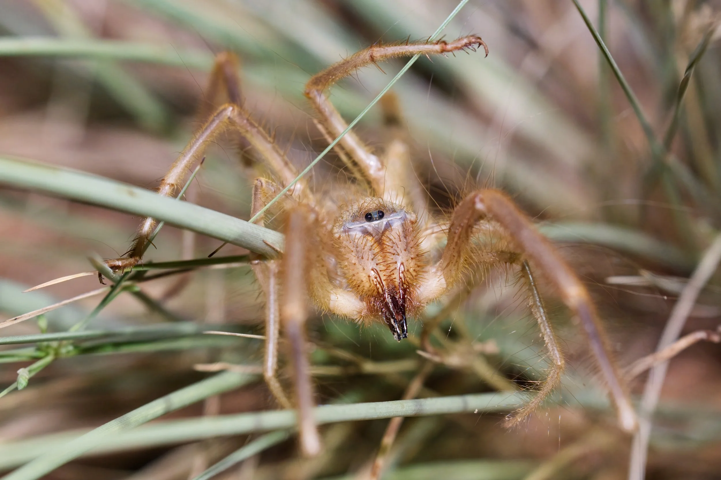 Close-up of a spider swallowing an insect among grass and plants.