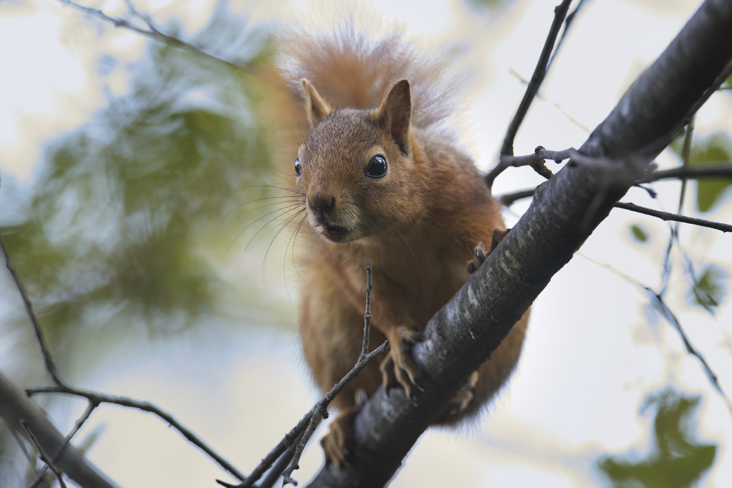 Squirrels Lebanon