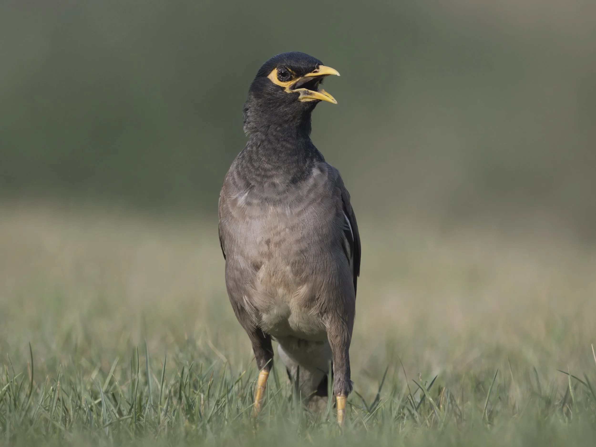 Invasive birds lebanon Common Myna (Acridotheres tristis)