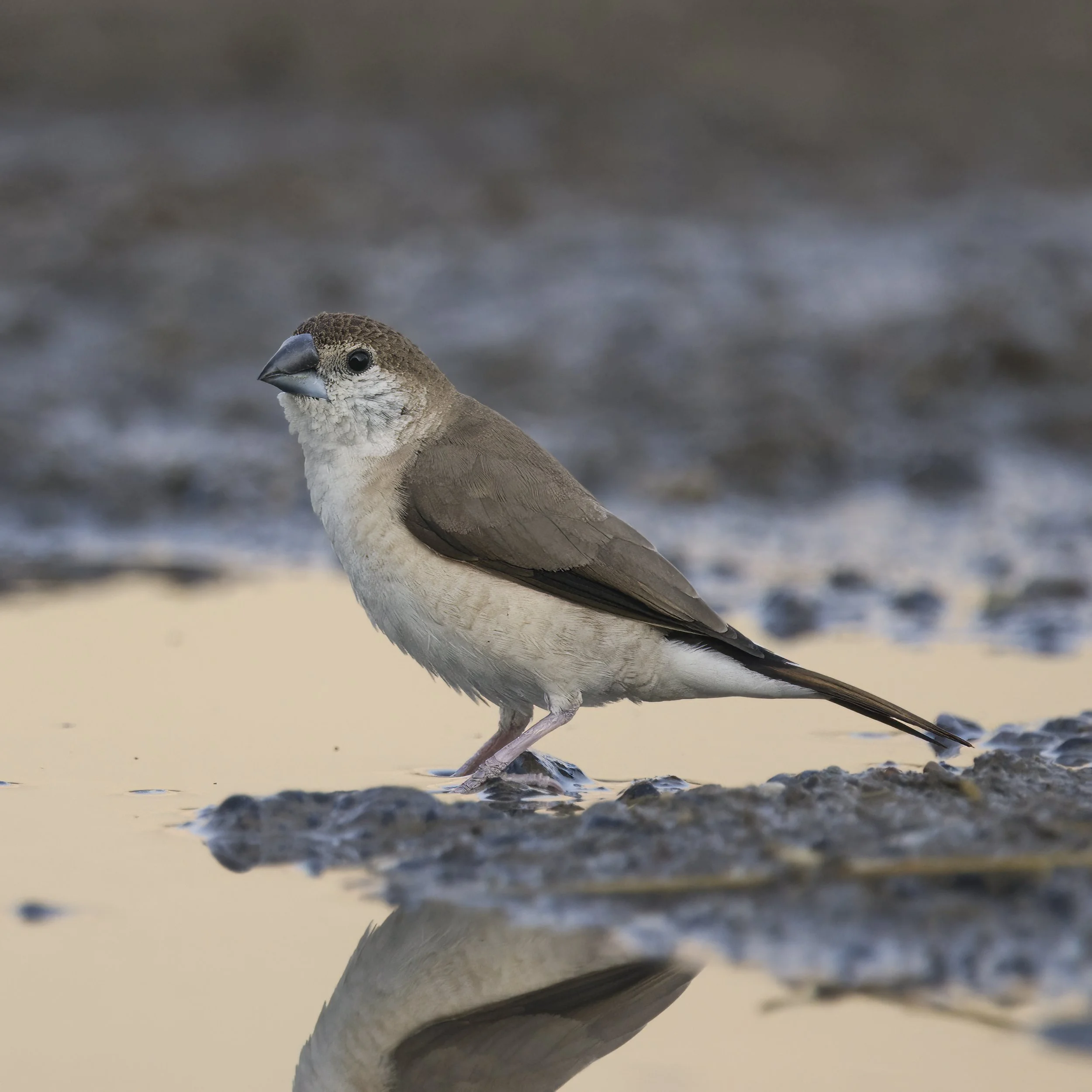 Indian Silverbill (Euodice malabarica)