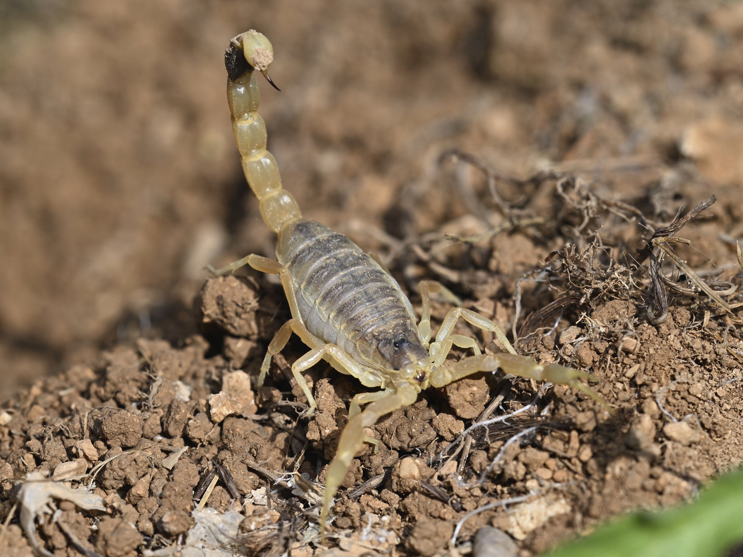 Lebanon Scorpion