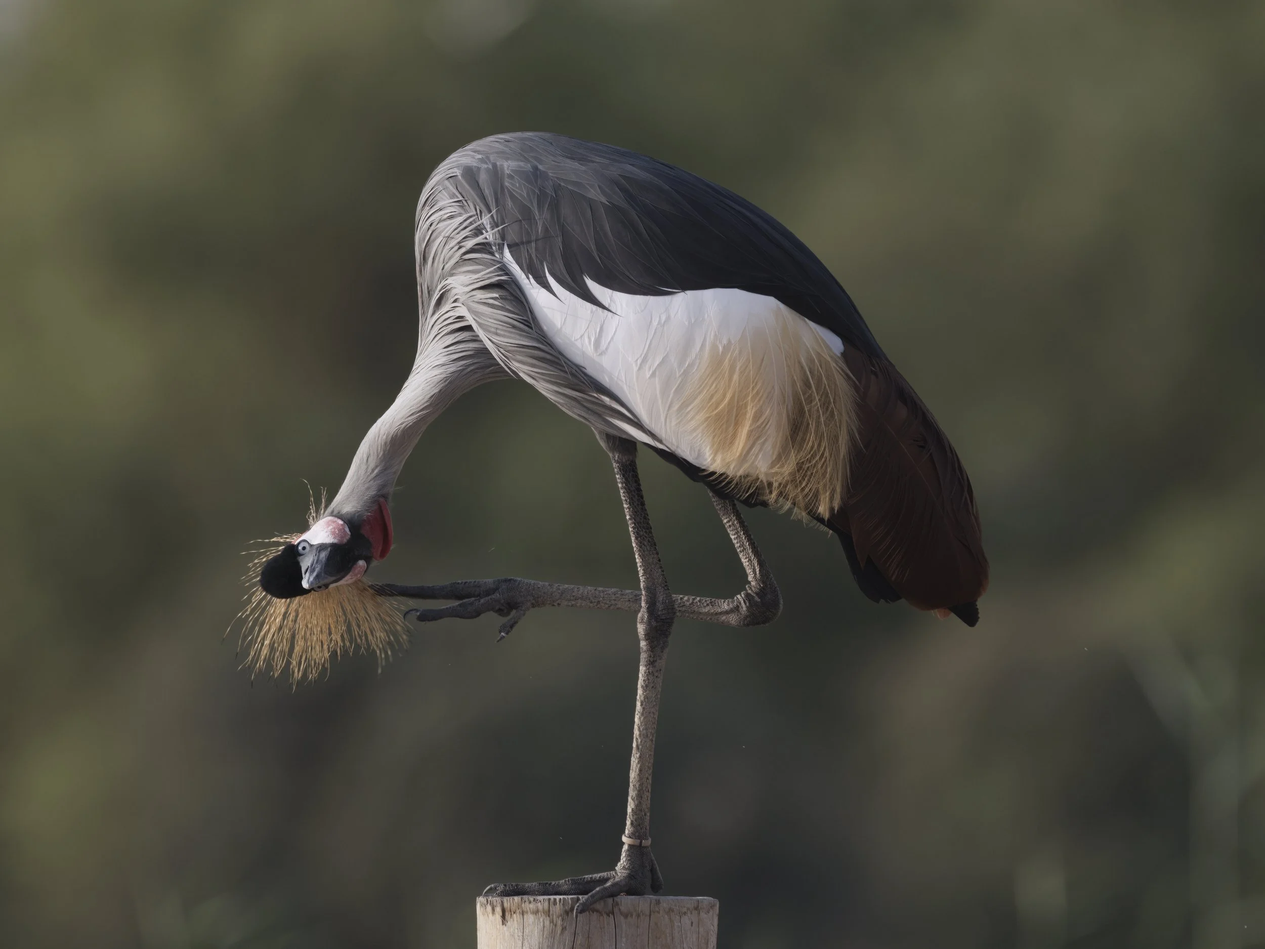 Grey Crowned Crane \ Balearica regulorum