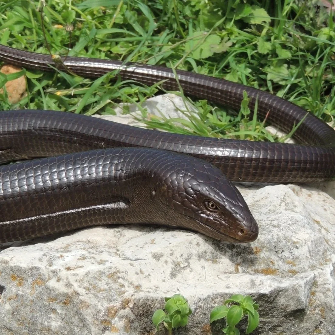 Levantine Glass Lizard \ Pseudopus apodus levantinus