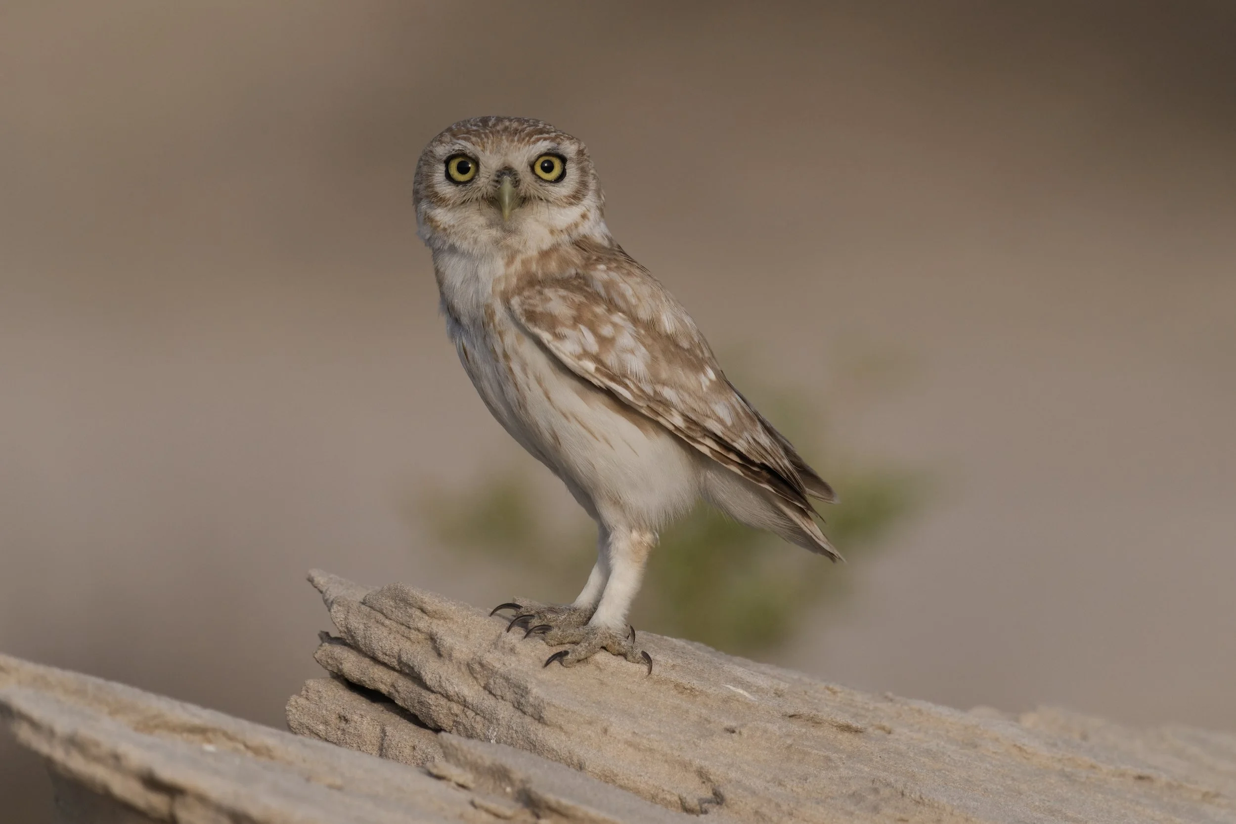 _Z099883 Little Owl.jpeg