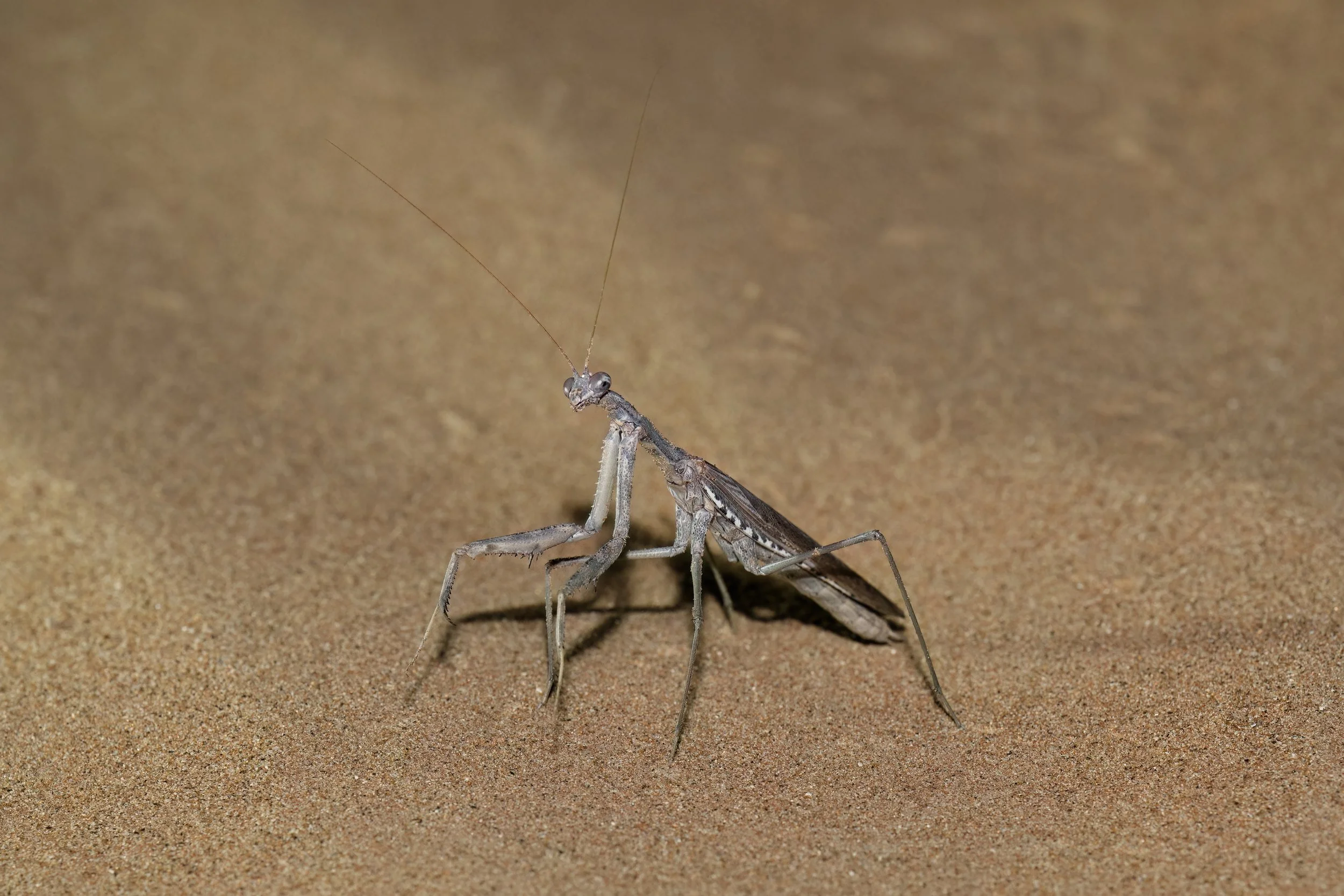 Baetic Ground Mantis \ Rivetina baetica