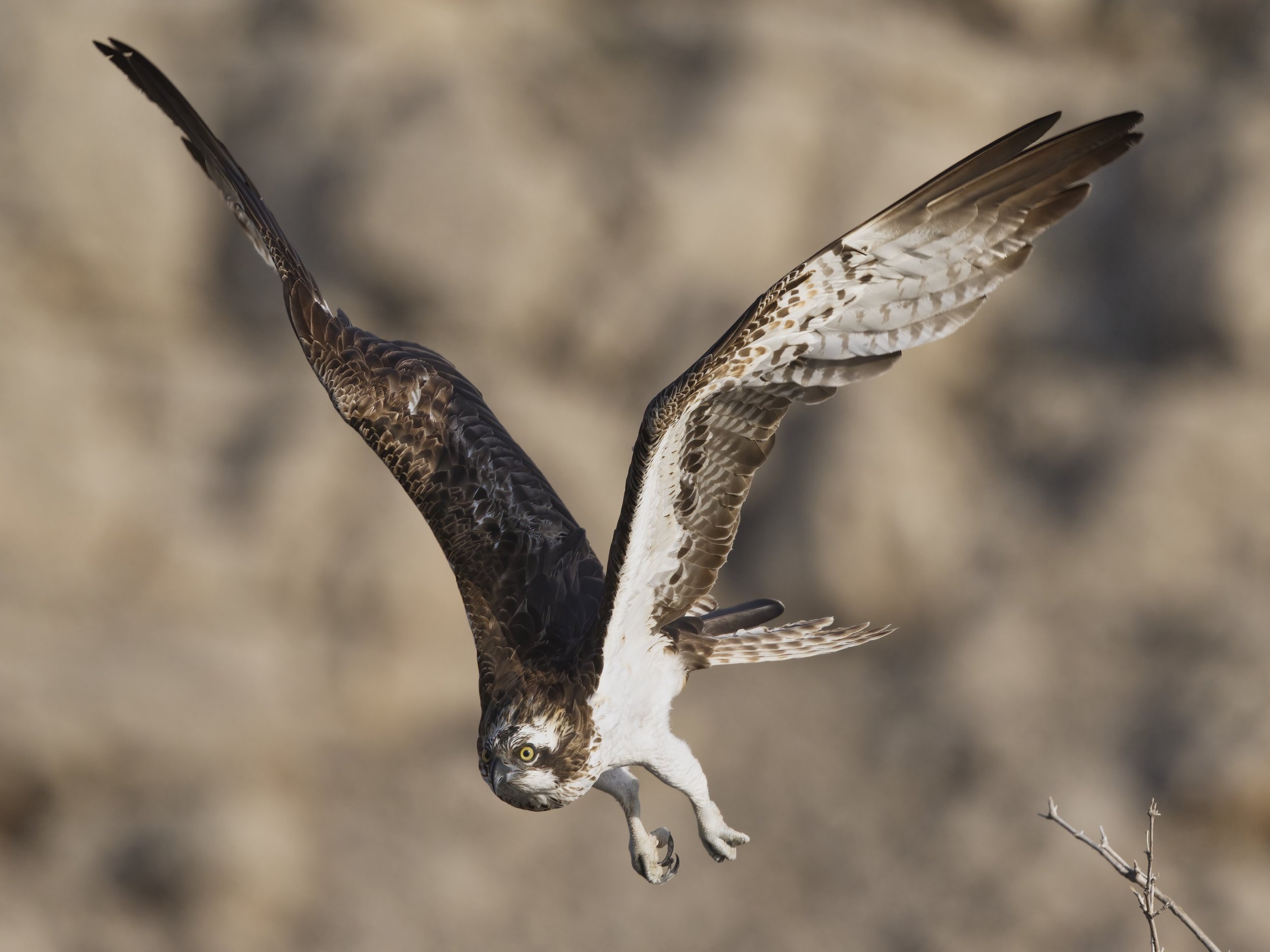 Birds photography trips UAE