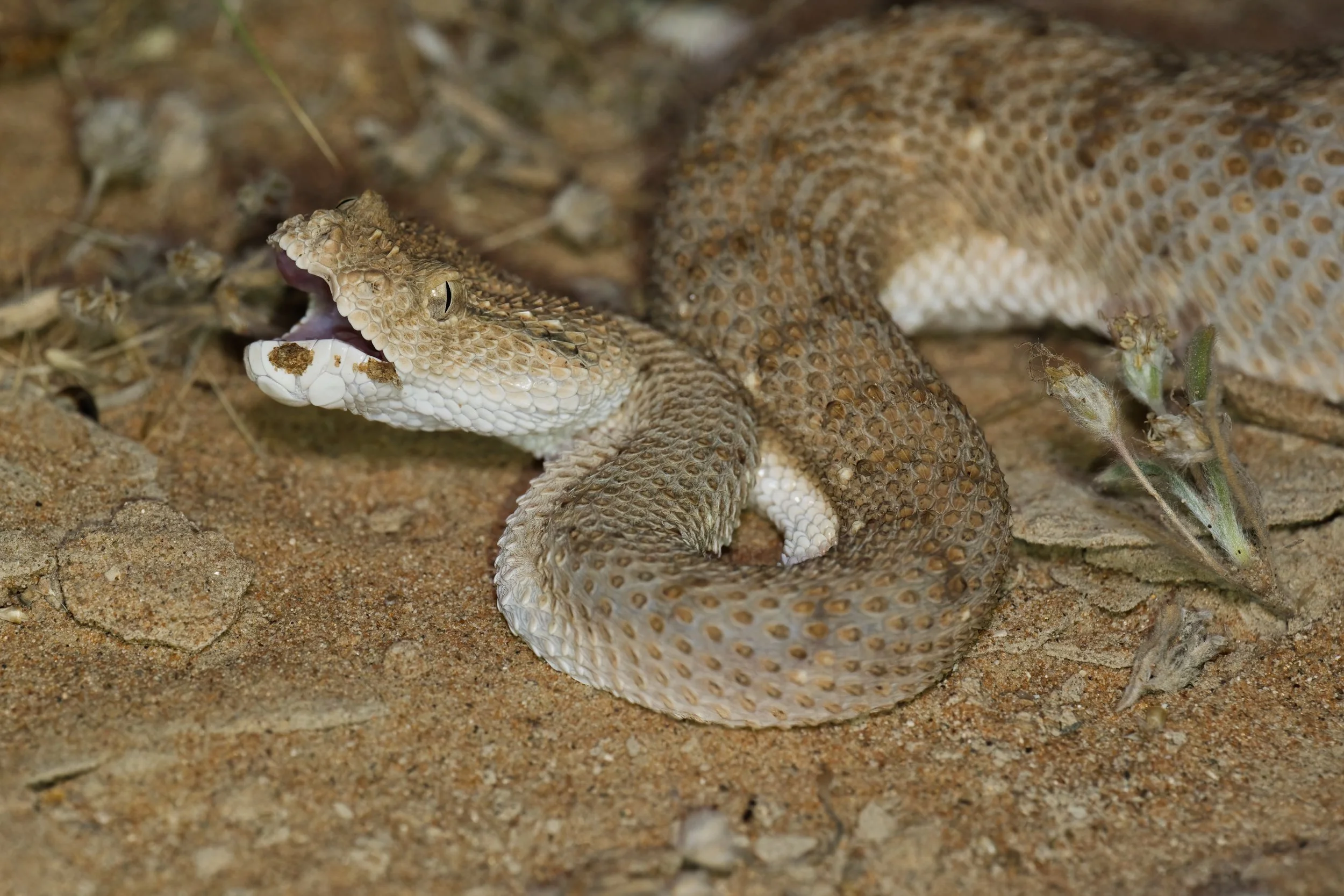 Arabian Horned Viper_Z090830.jpeg