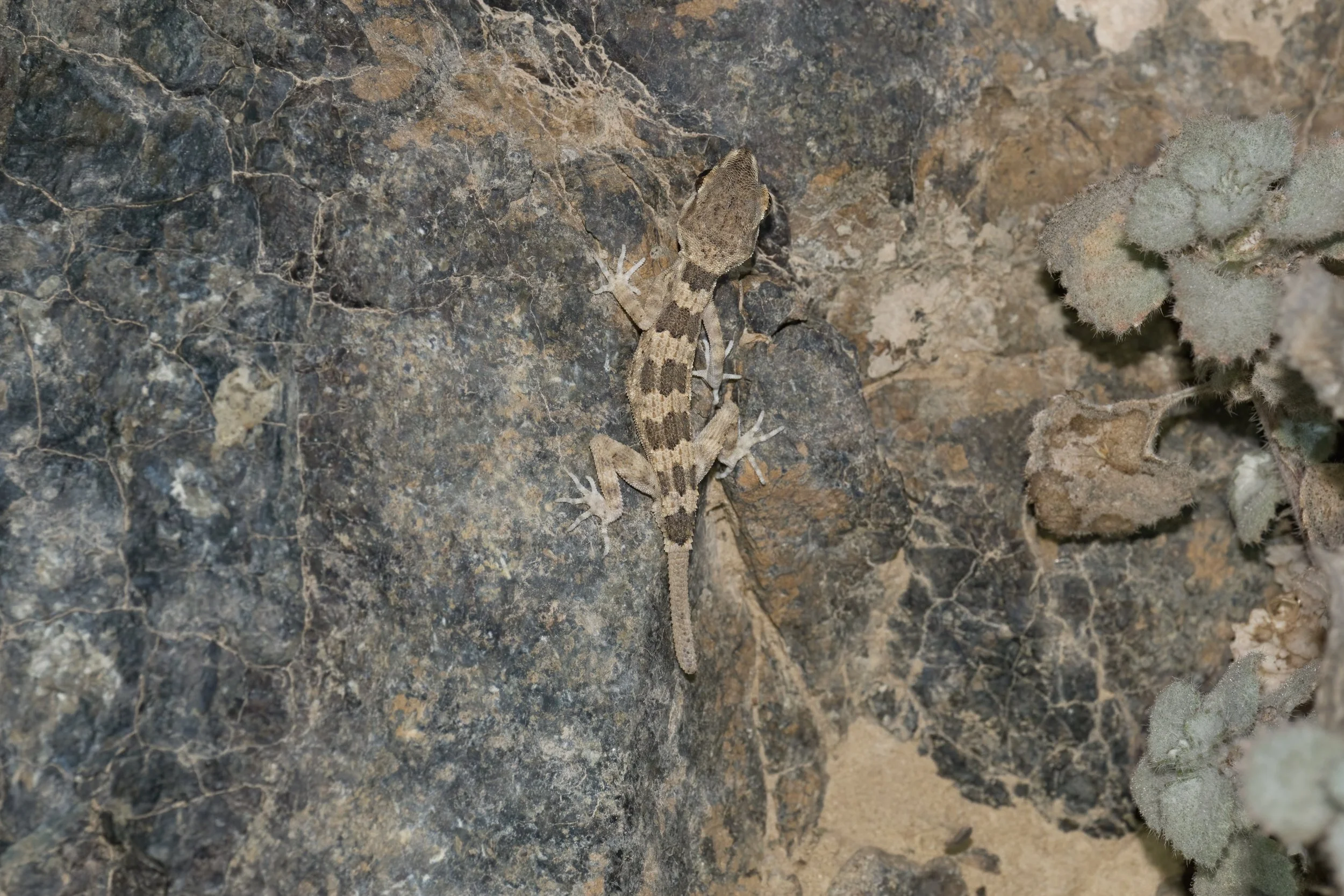 Hajar Banded Ground Gecko_Z091787.jpeg