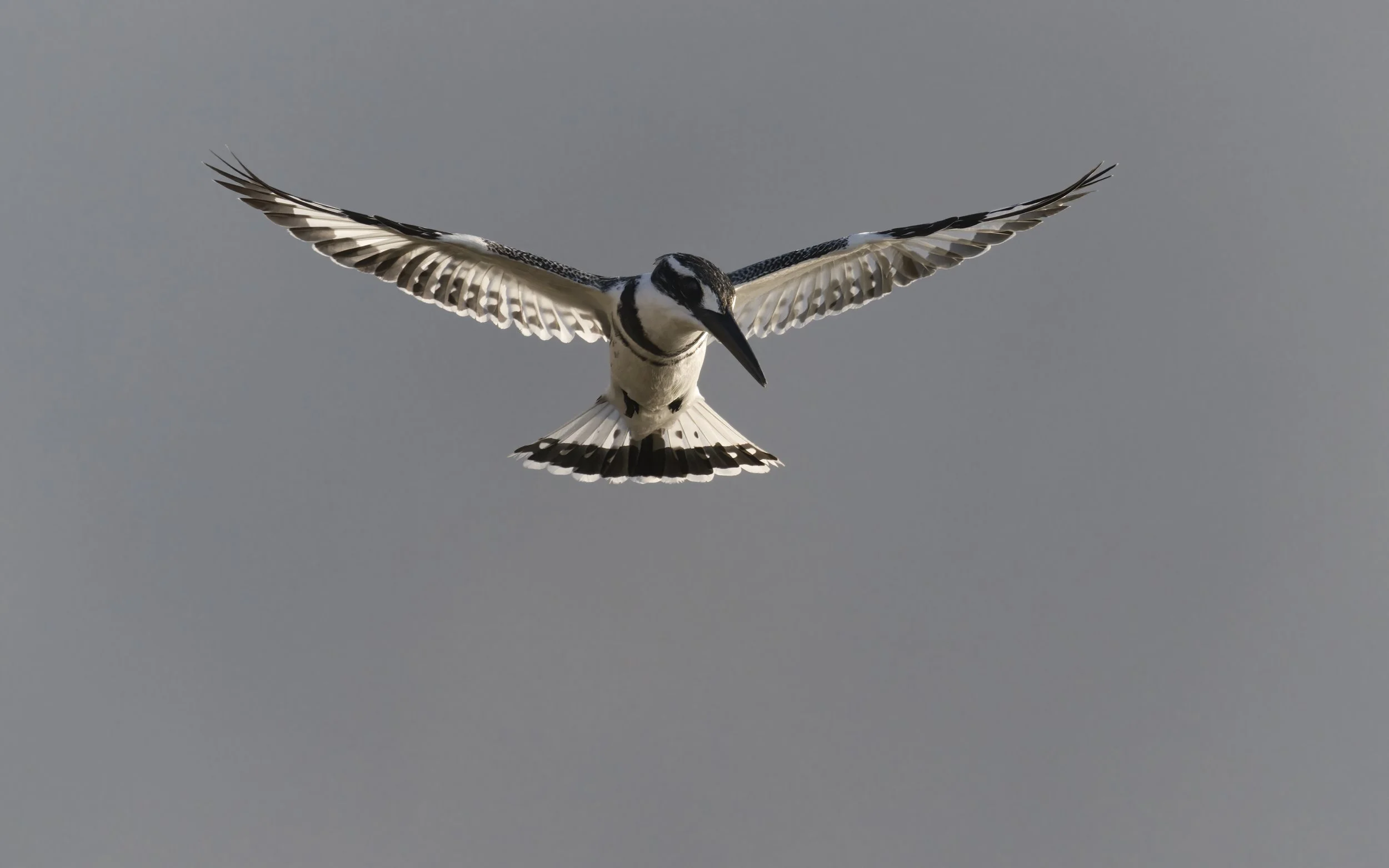 Best Birds watching Guide UAE