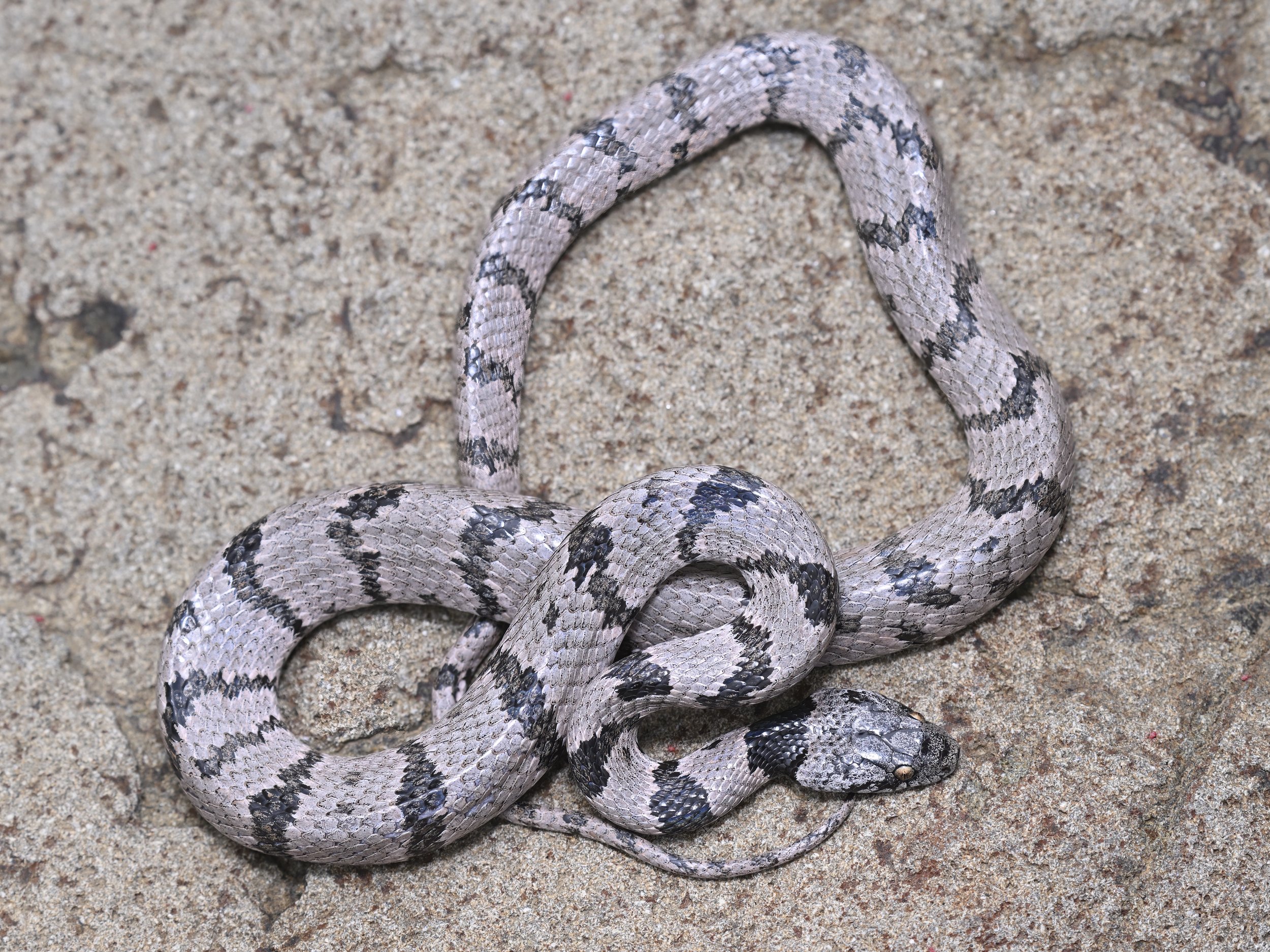 Mediterranean Cat Snake Lebanon