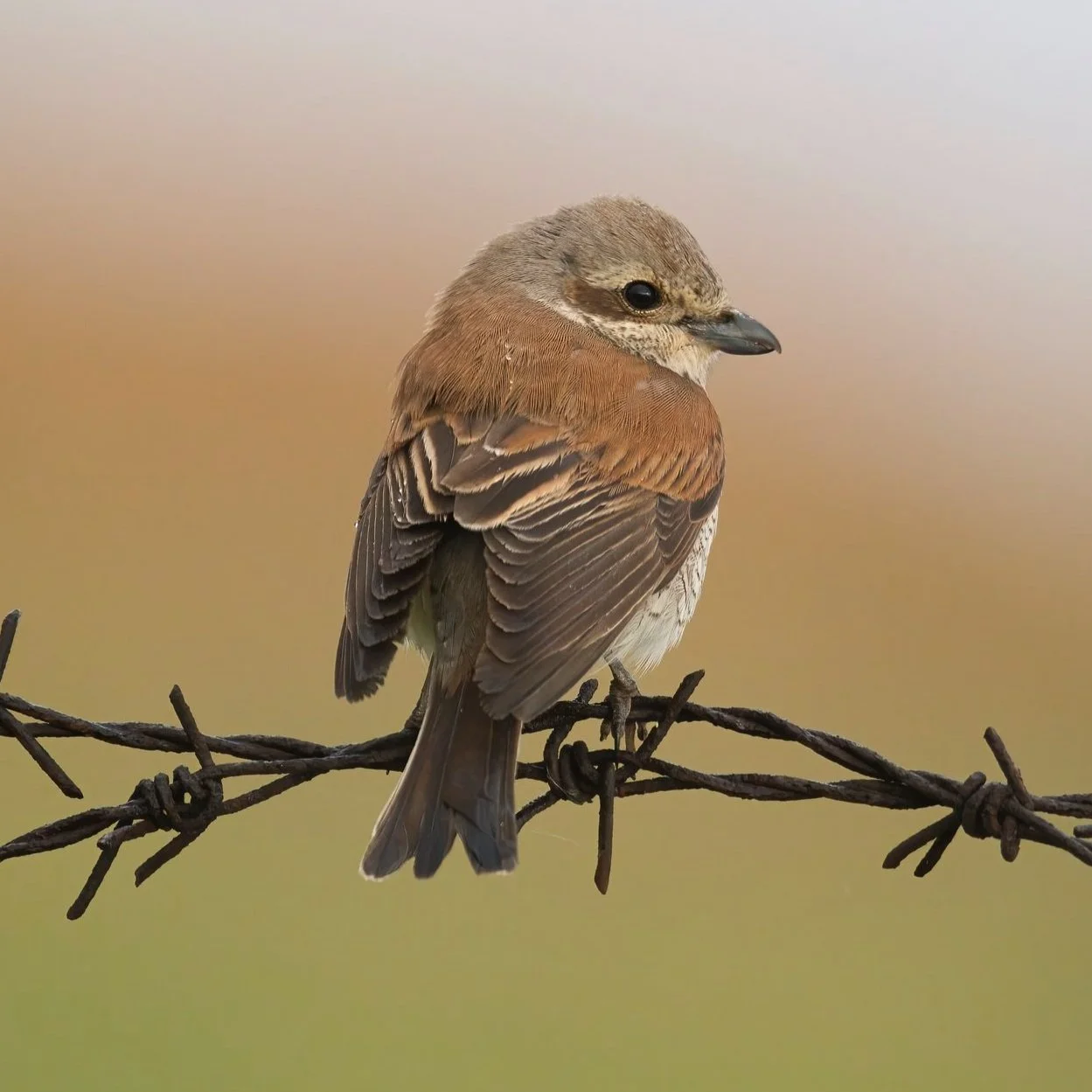 Red-backed Shrike (Lanius collurio)