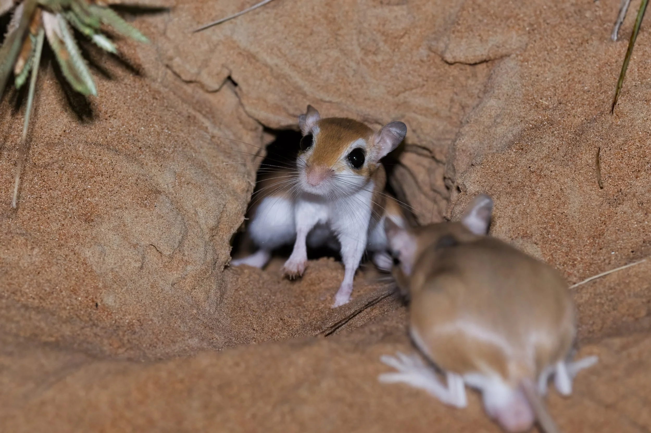 A small rodent, possibly a mouse or hamster, peering out from a sandy burrow in a desert environment with sparse vegetation.