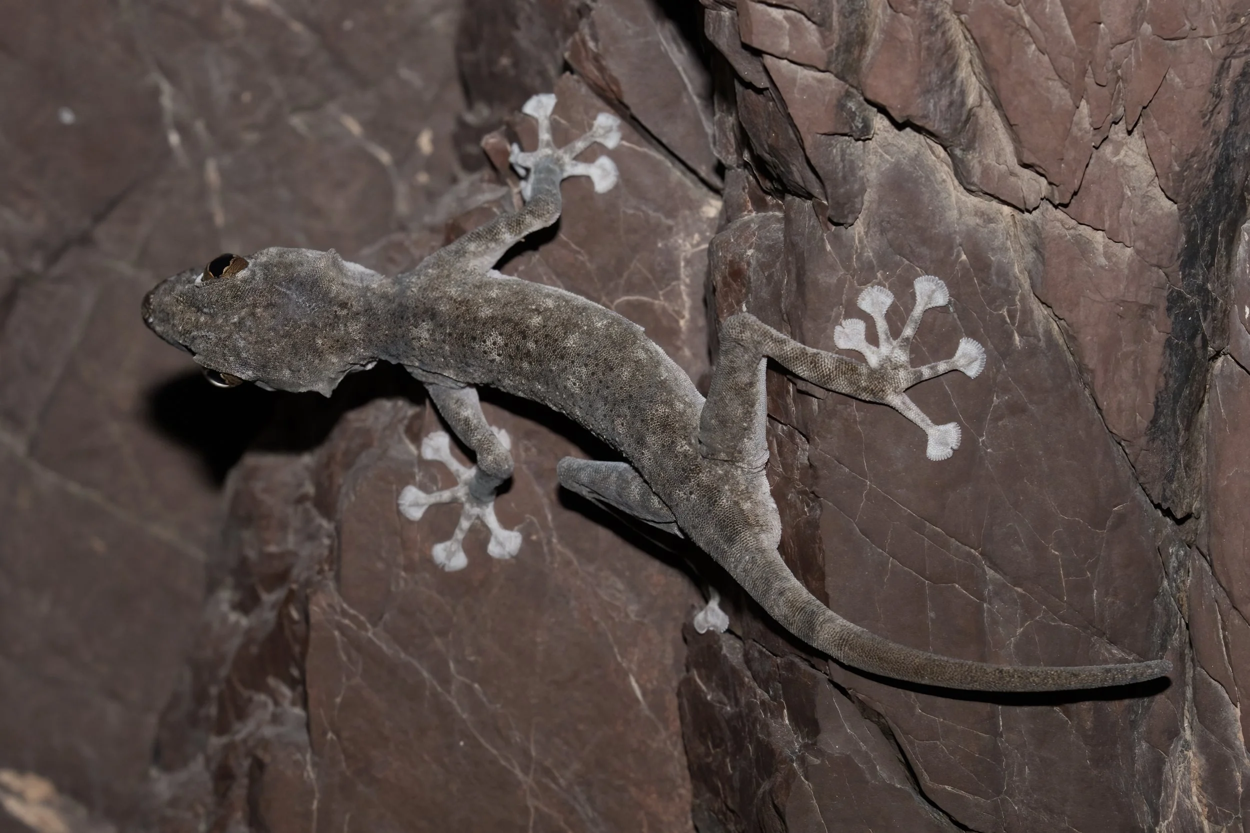 Orlov’s Fan-footed Gecko_Z091485.jpeg