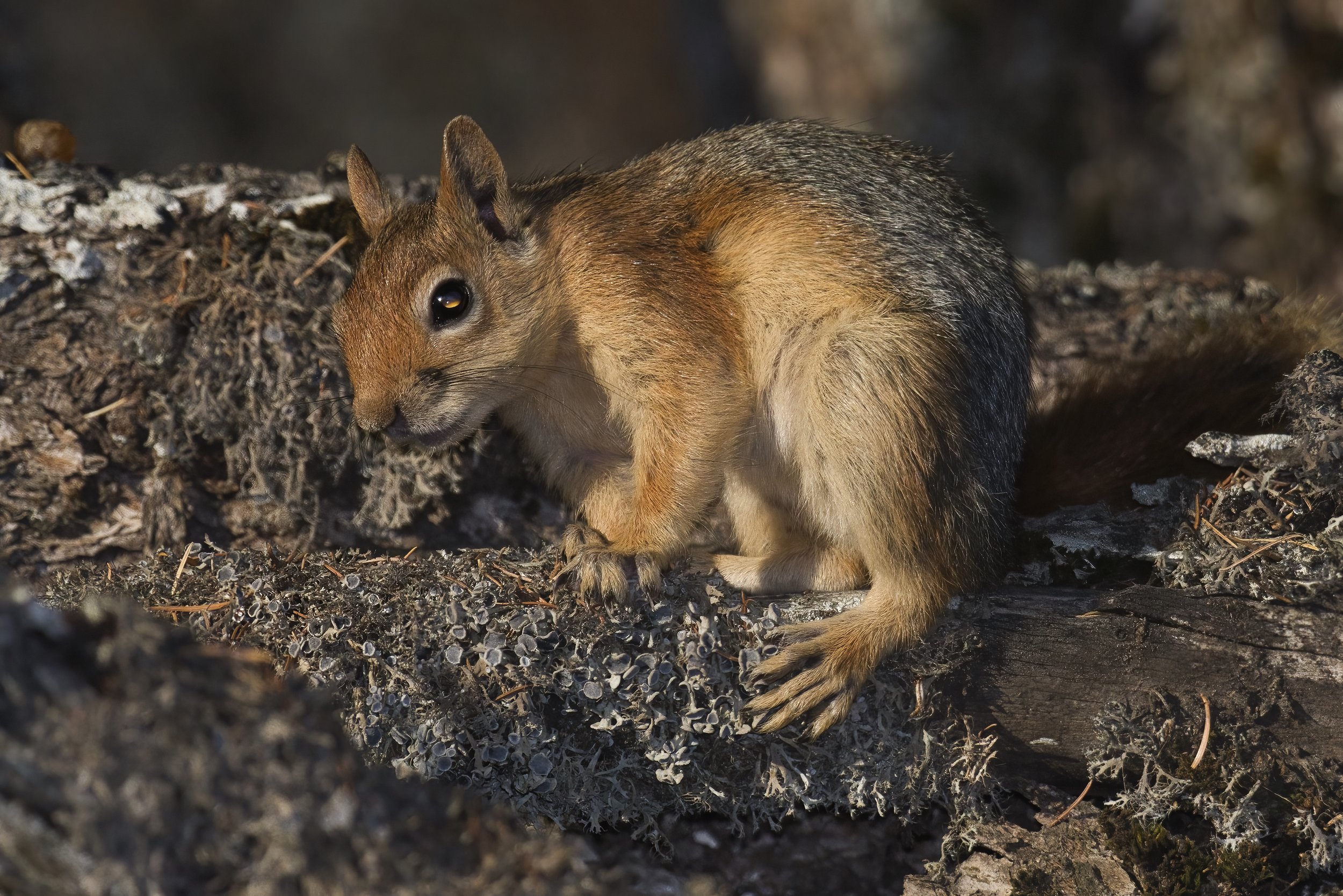 Mammals Lebanon