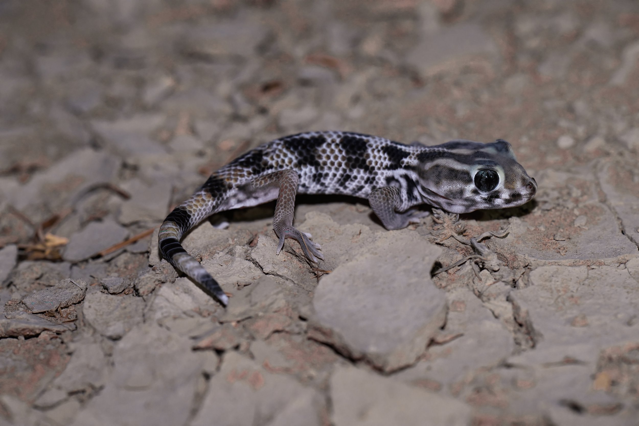 Keyserling's Wonder Gecko \  Teratoscincus keyserlingii/i 
