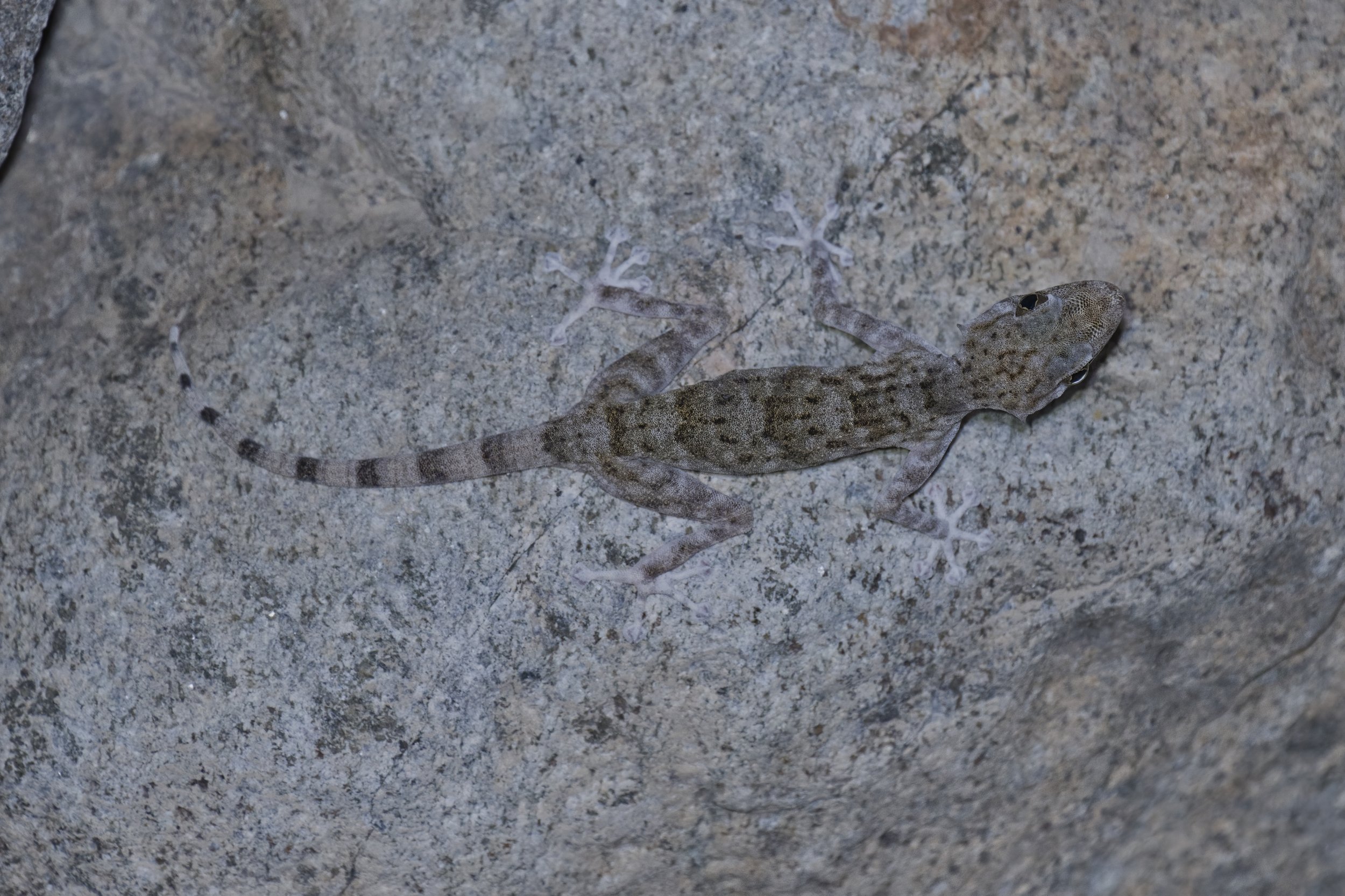 Ruusaljibal fan tooted gecko Z09_0405.jpeg