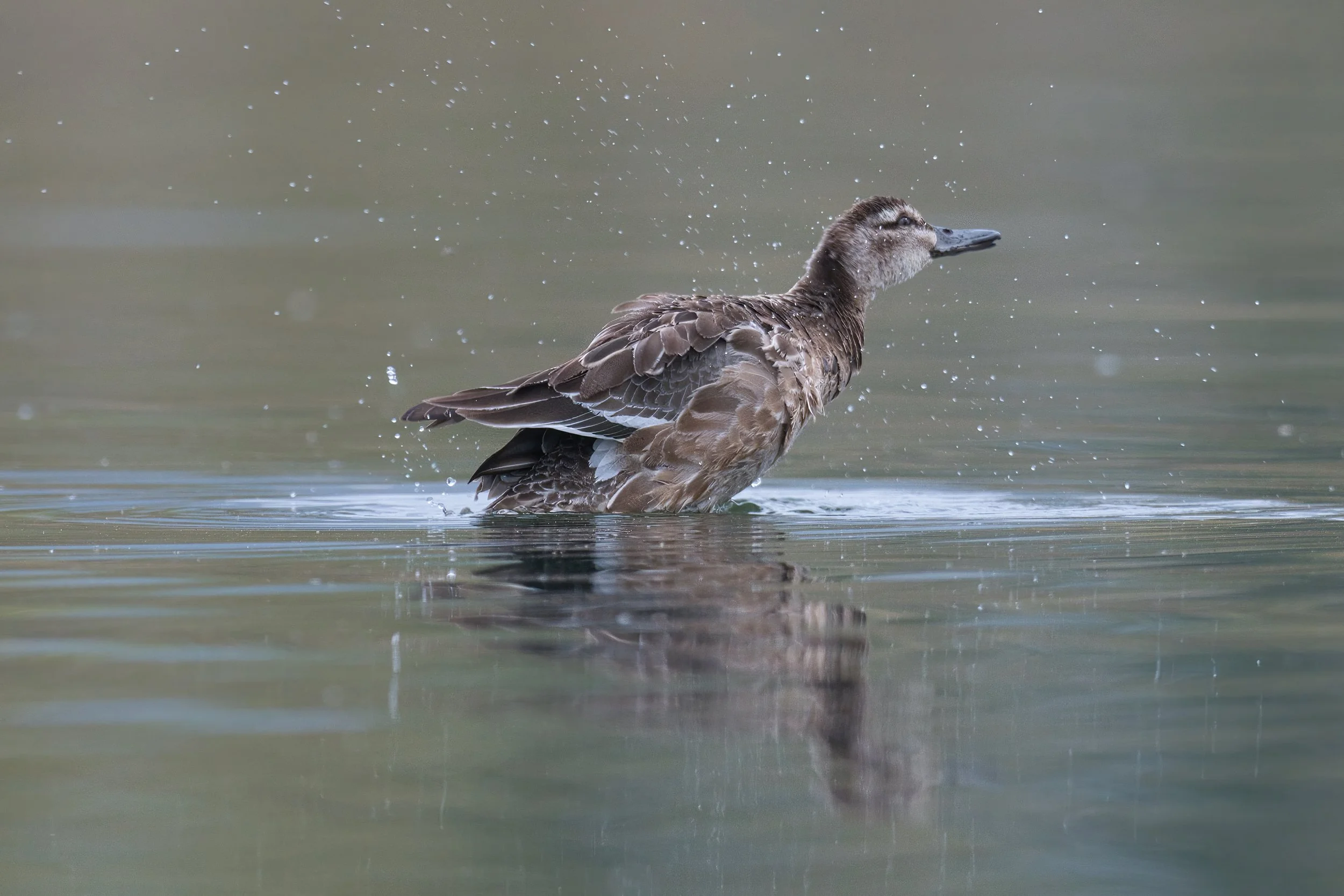 Garganey D54_7891.jpeg