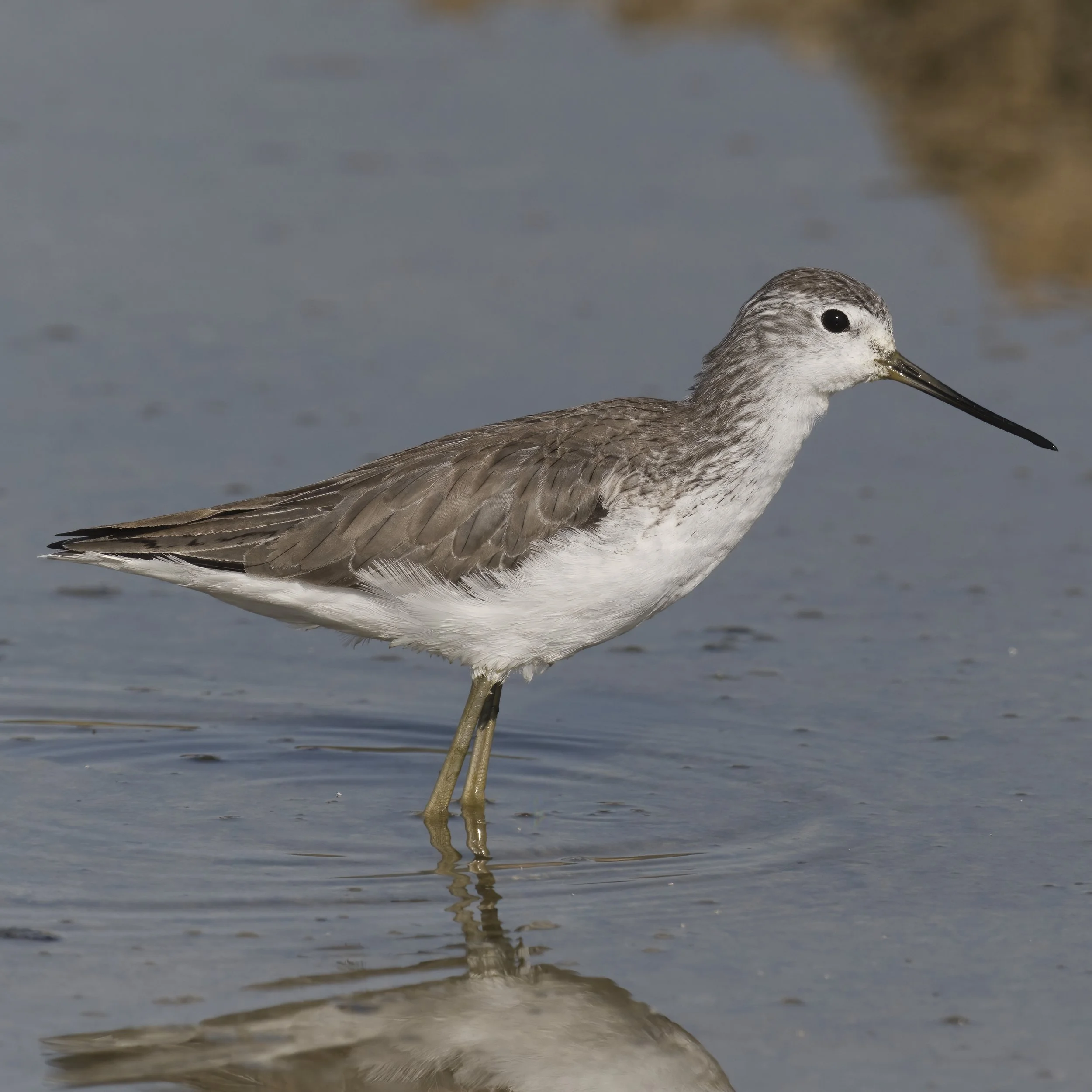 Marsh Sandpiper / Tringa stagnatilis