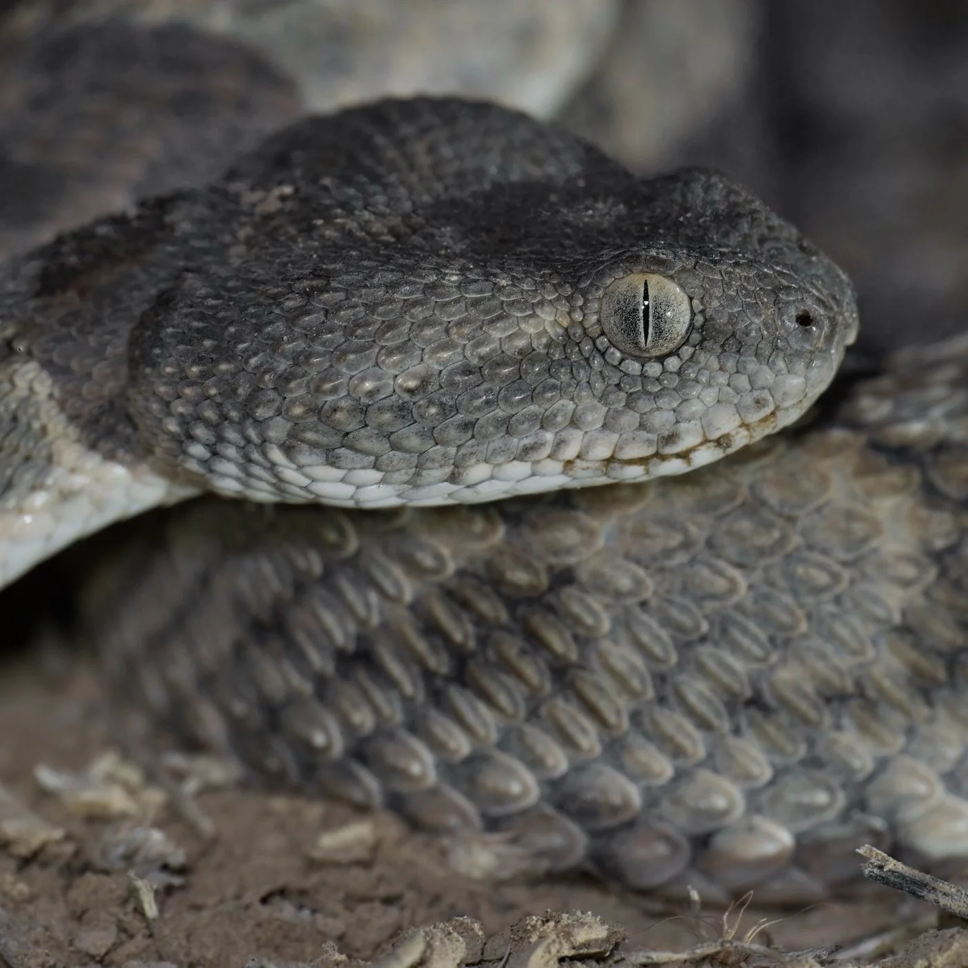 Hajar Saw-scaled Viper / Echis omanensis