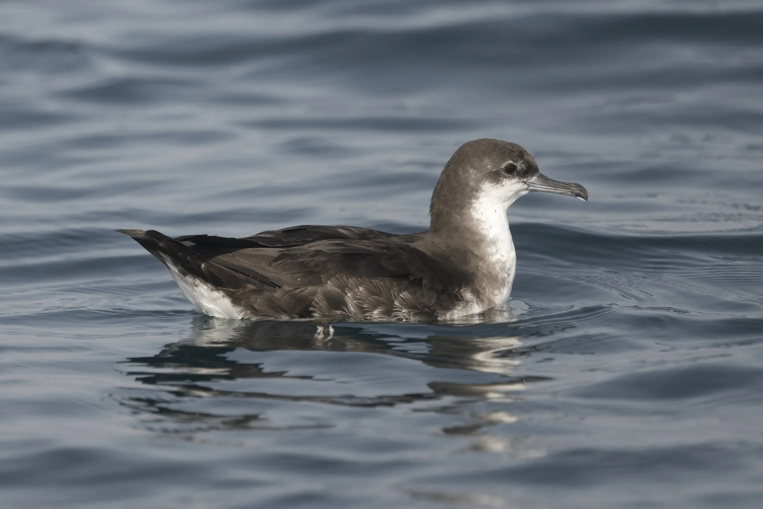 Persian Shearwater / Puffinus persicus