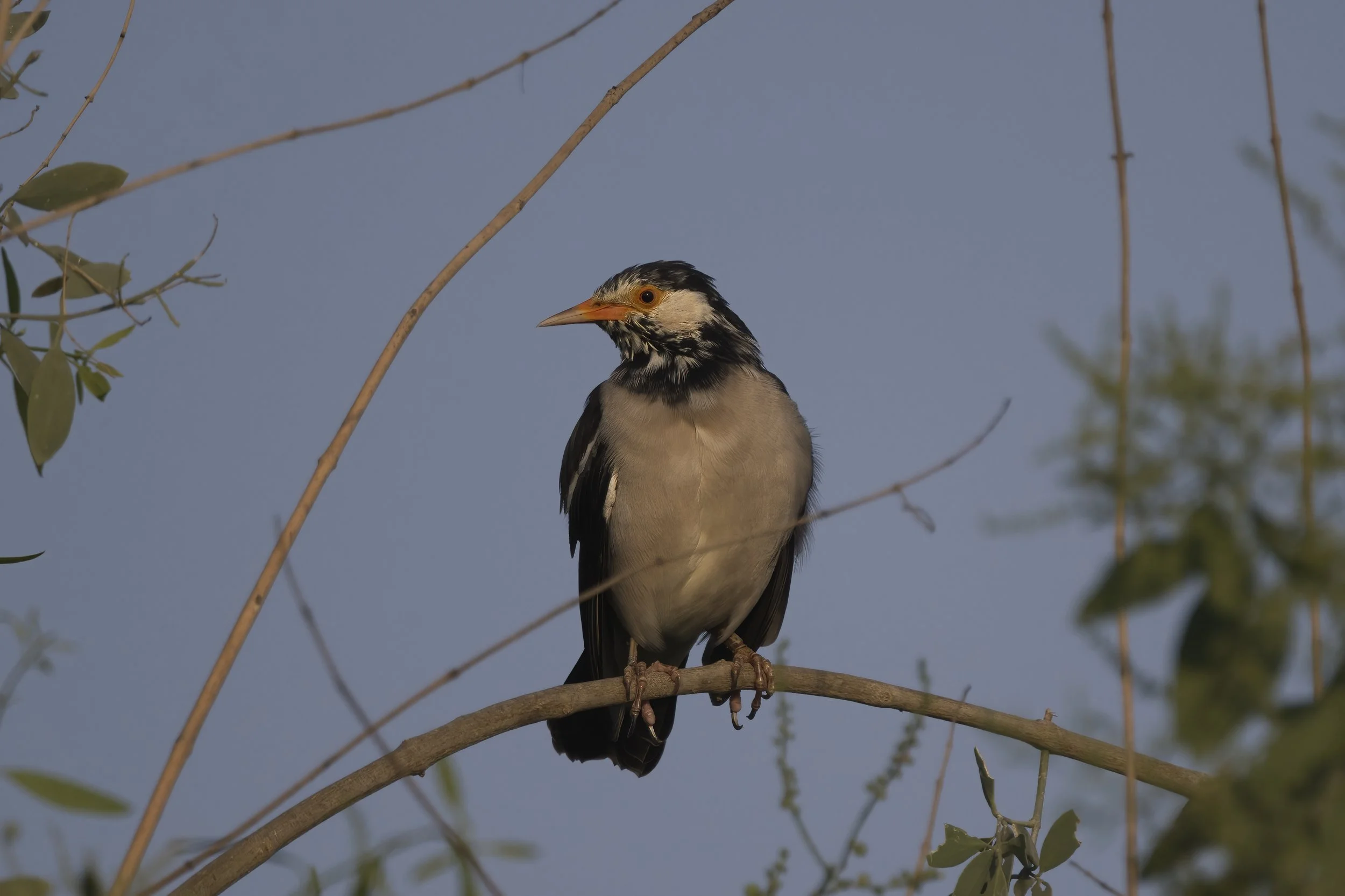 Indian Pied Starling Z092244.jpeg