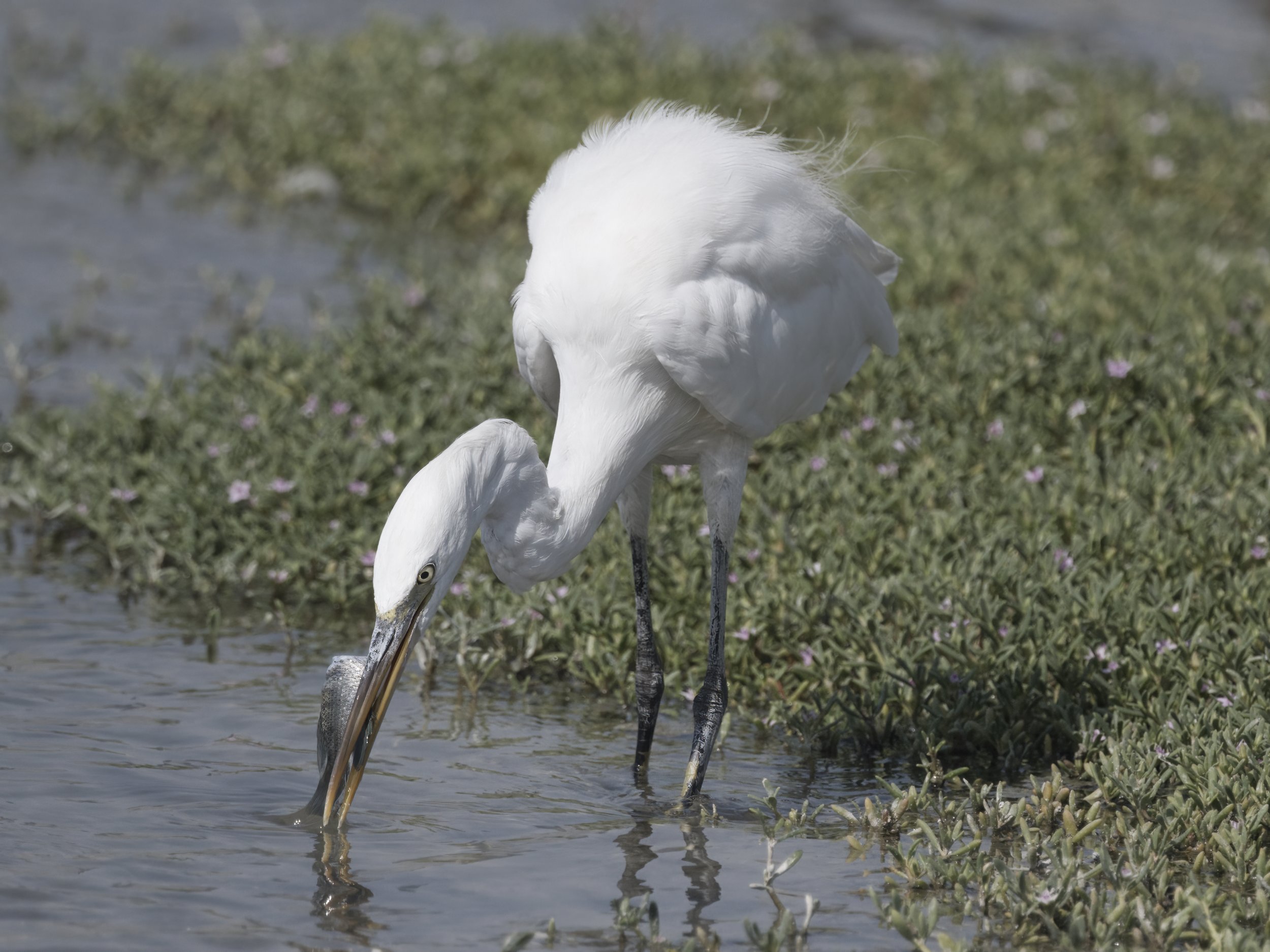 Birds of UAE United Arab Emirates