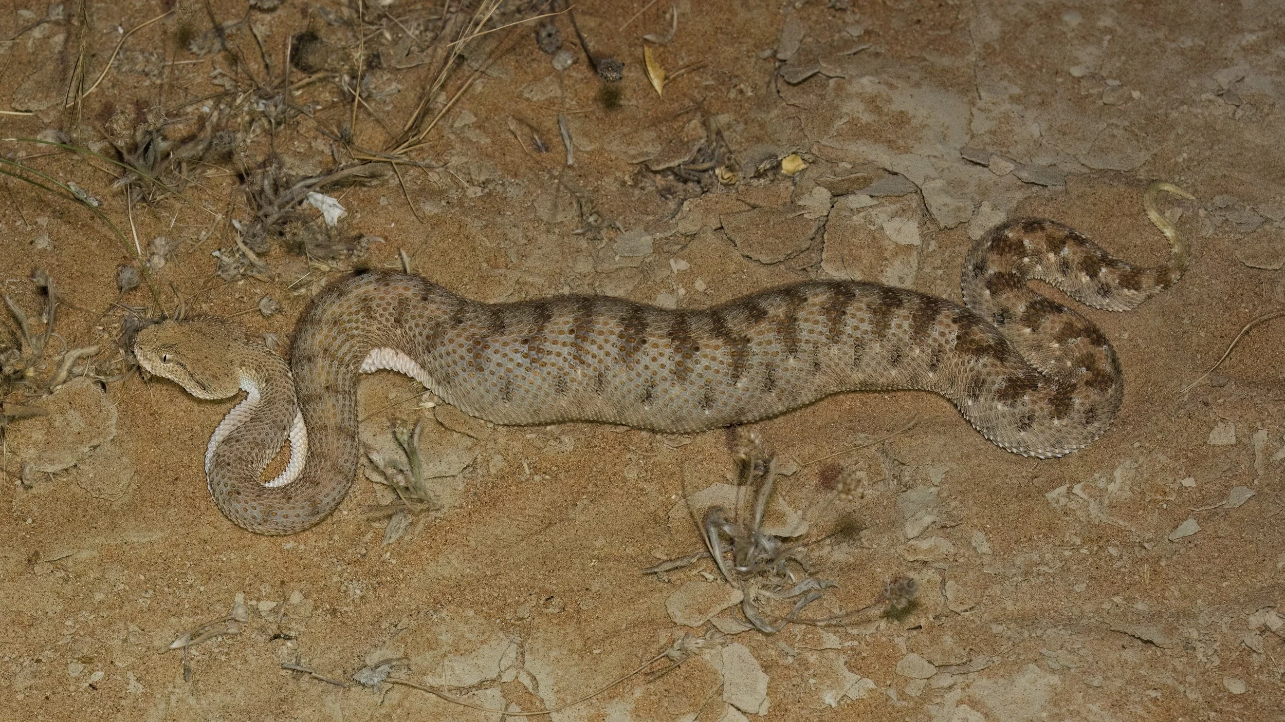 Arabian Horned Viper_Z090814.jpeg