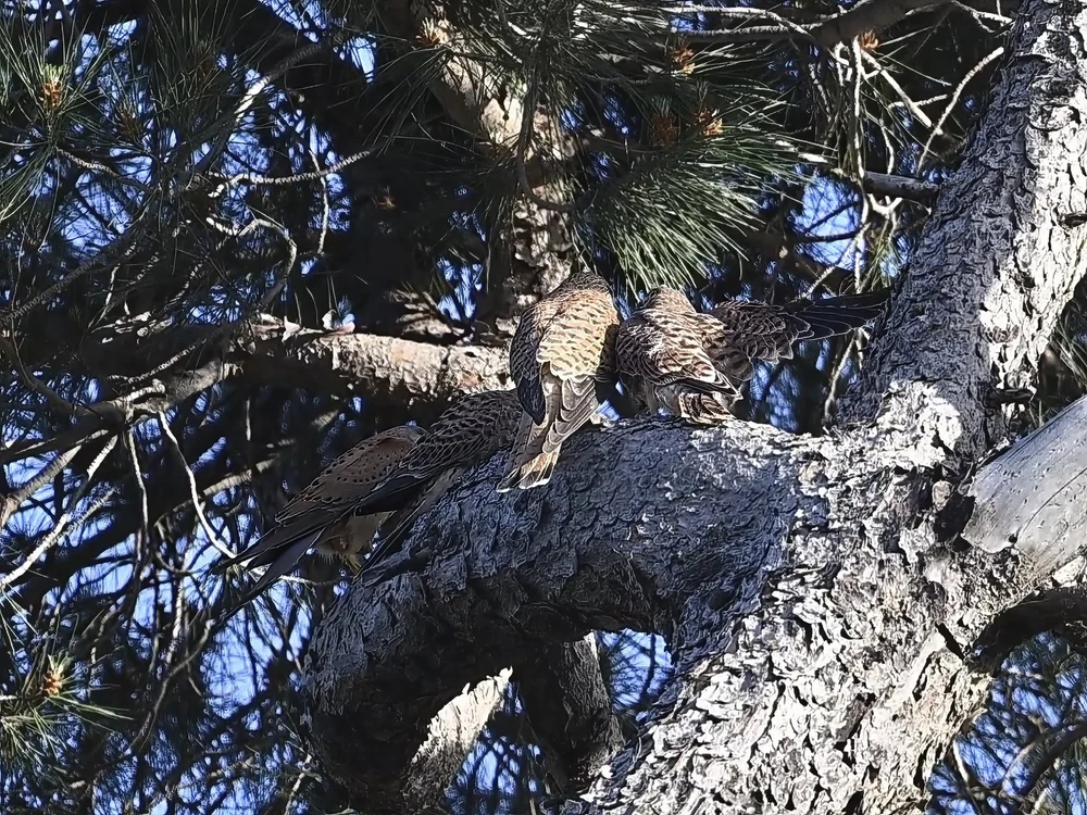 Eurasian Kestrel — Family Time