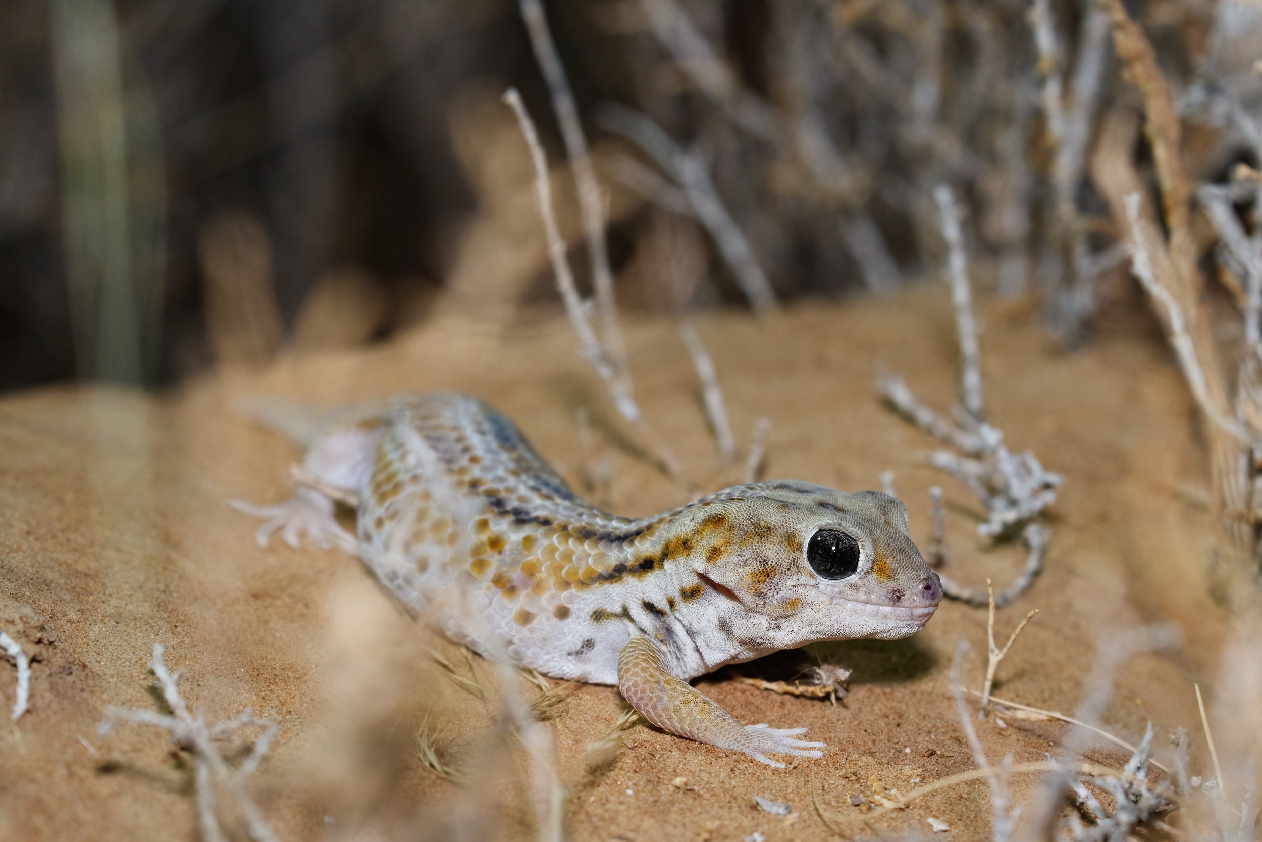 Desert Hight Herping 19-Sep-2026