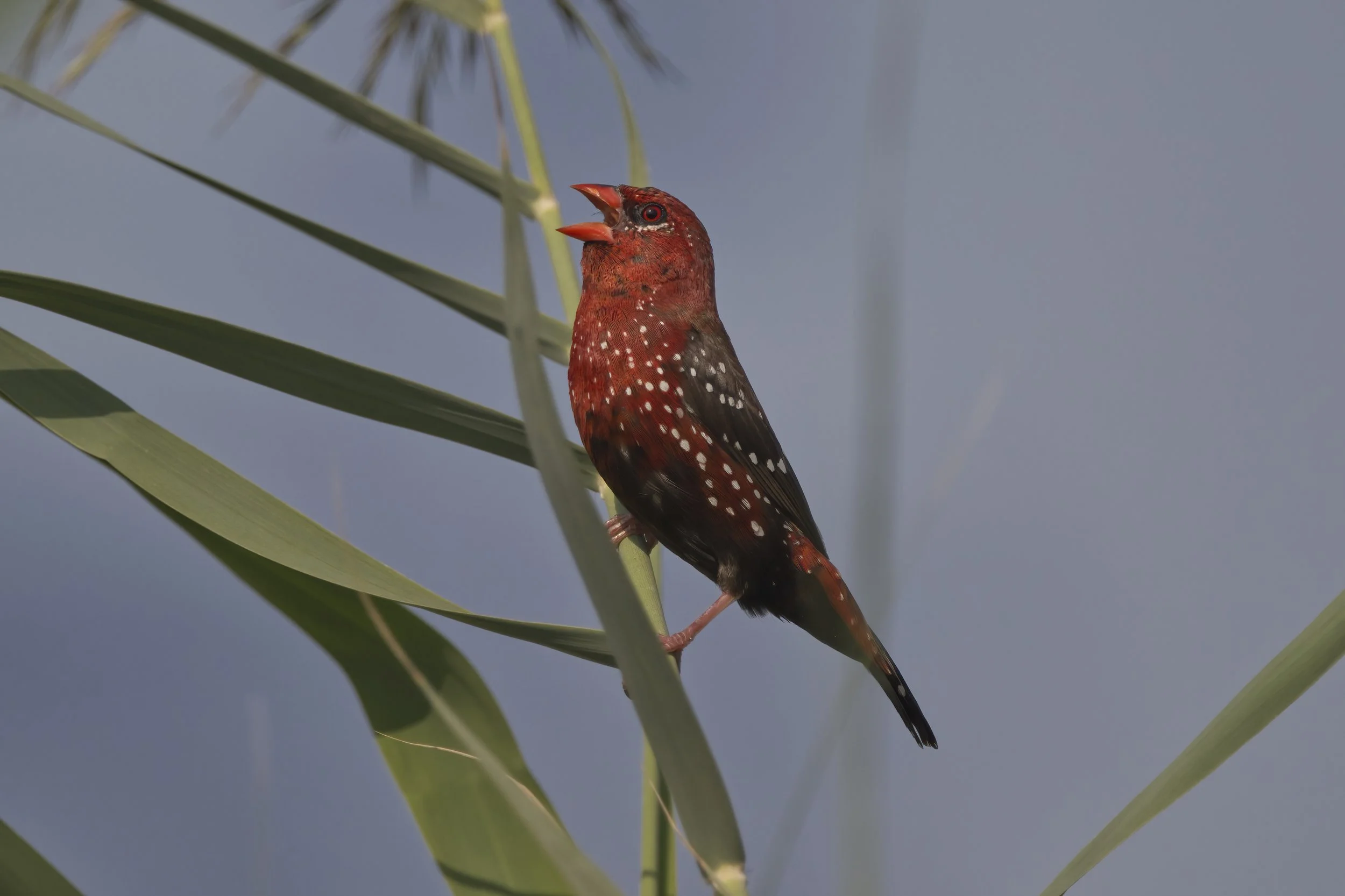 Red Avadavat Z092531.jpeg