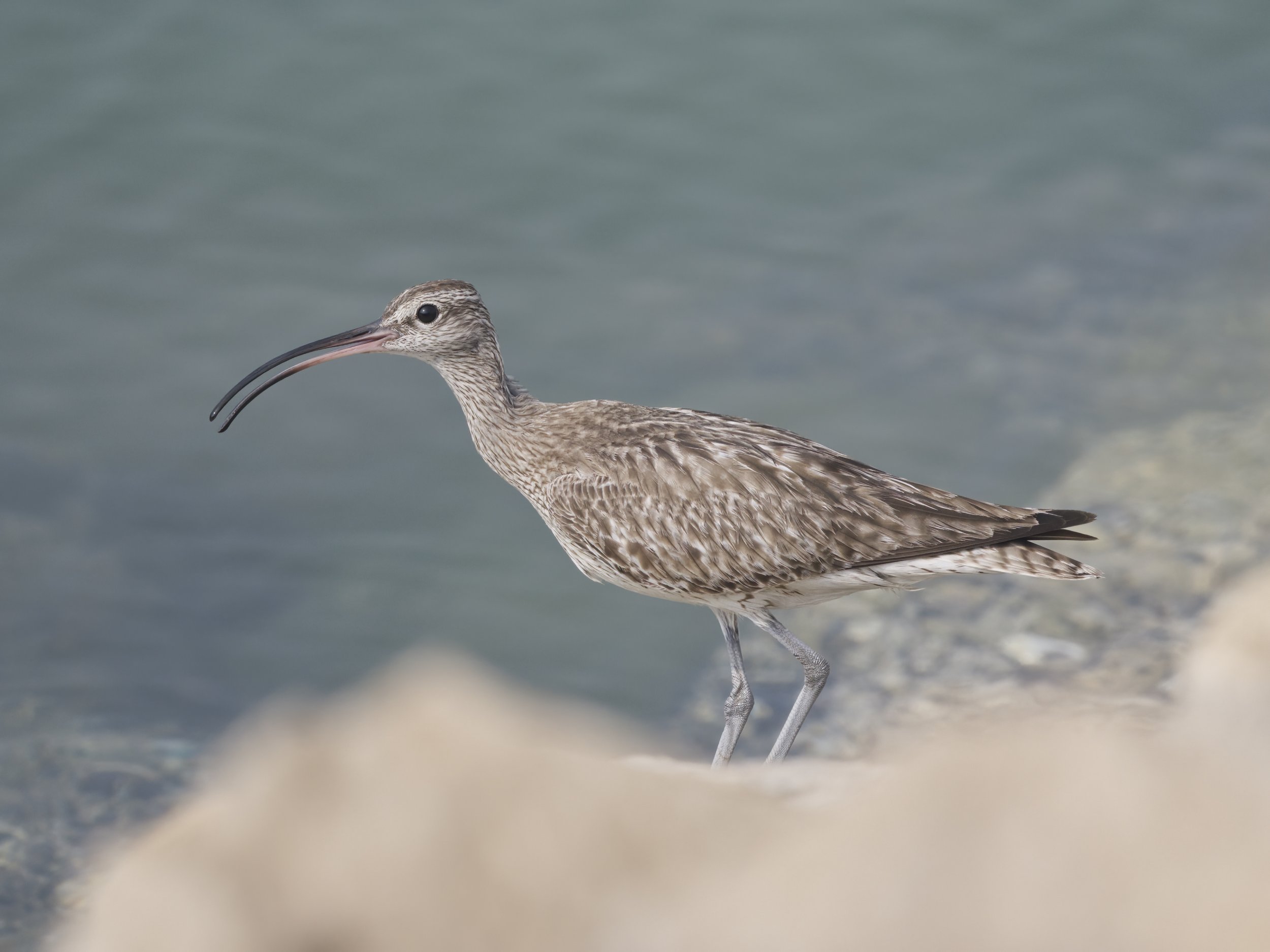 Birds of United Arab Emirates UAE