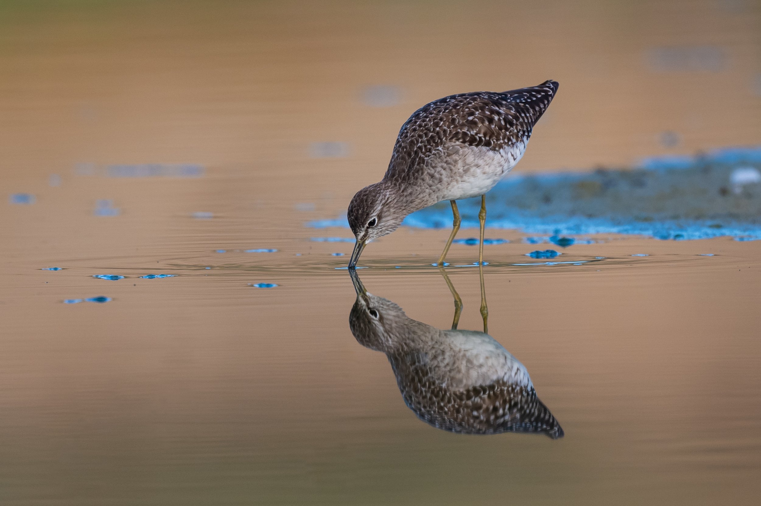 Wood Sandpiper - Romania wildlife