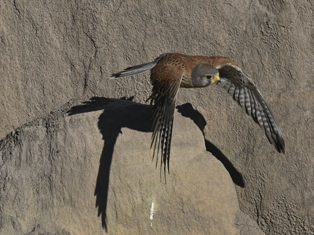 Eurasian Kestrel — Survived The Storm