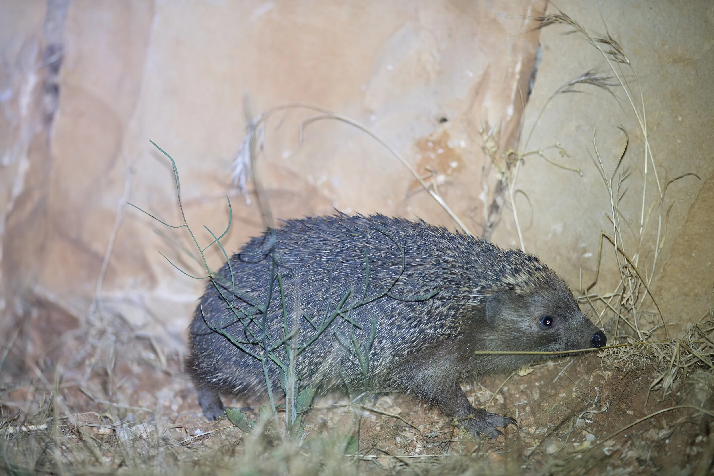القنفذ أبيض الصدر الجنوبي (Erinaceus concolor)
