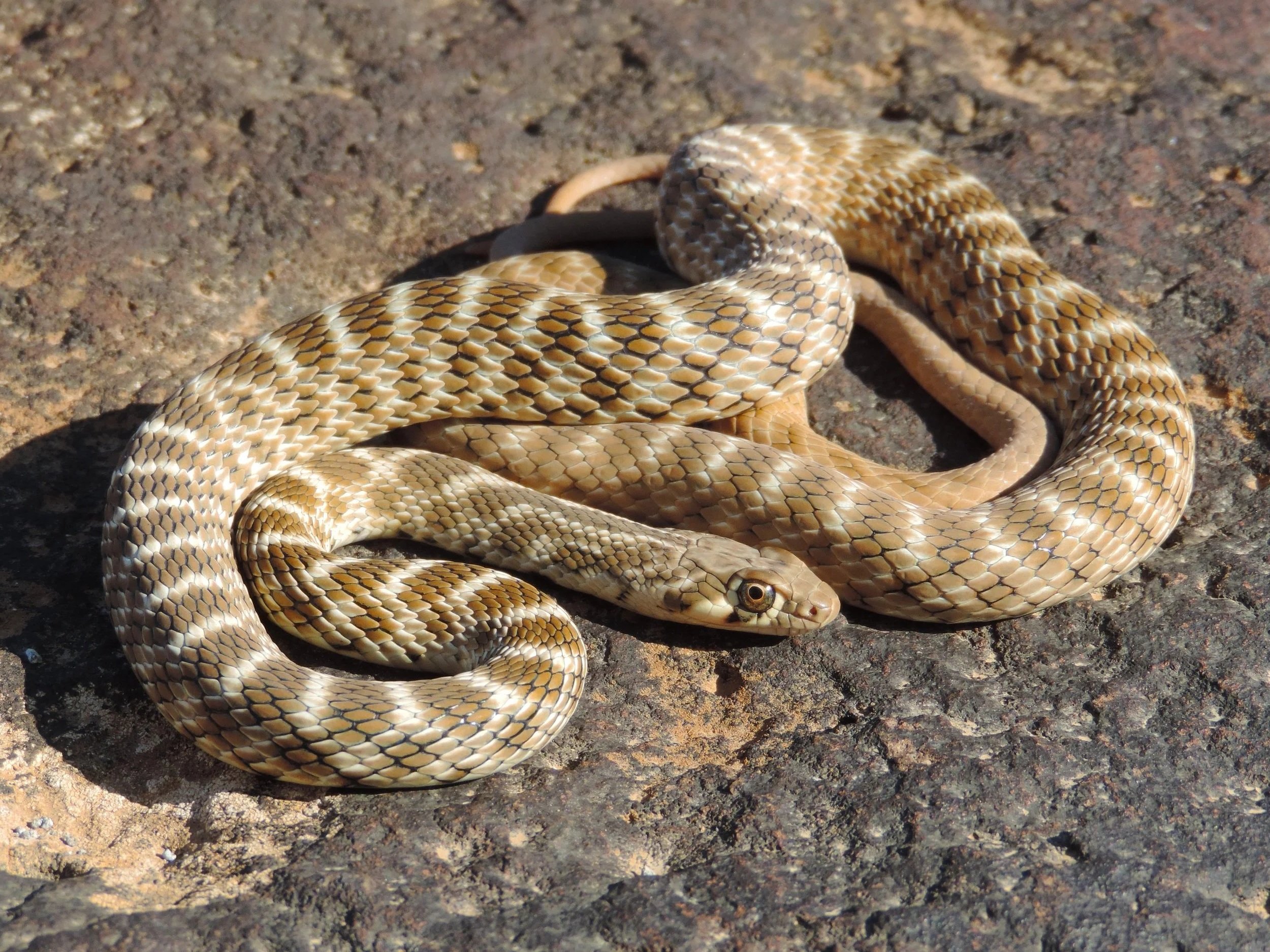Roger’s Racer \ Platyceps rogersi