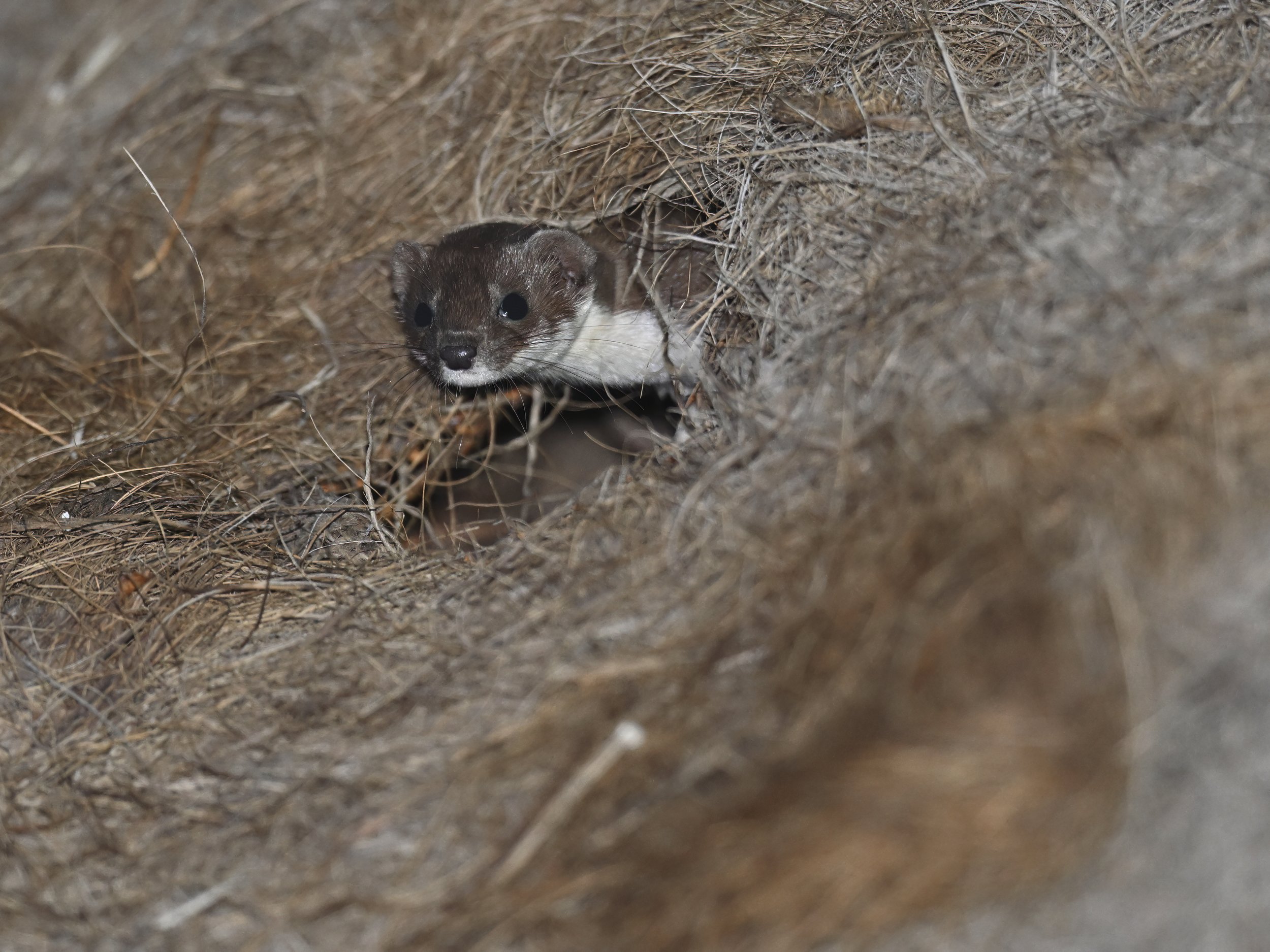 Least Weasel ابن عرس Lebanon