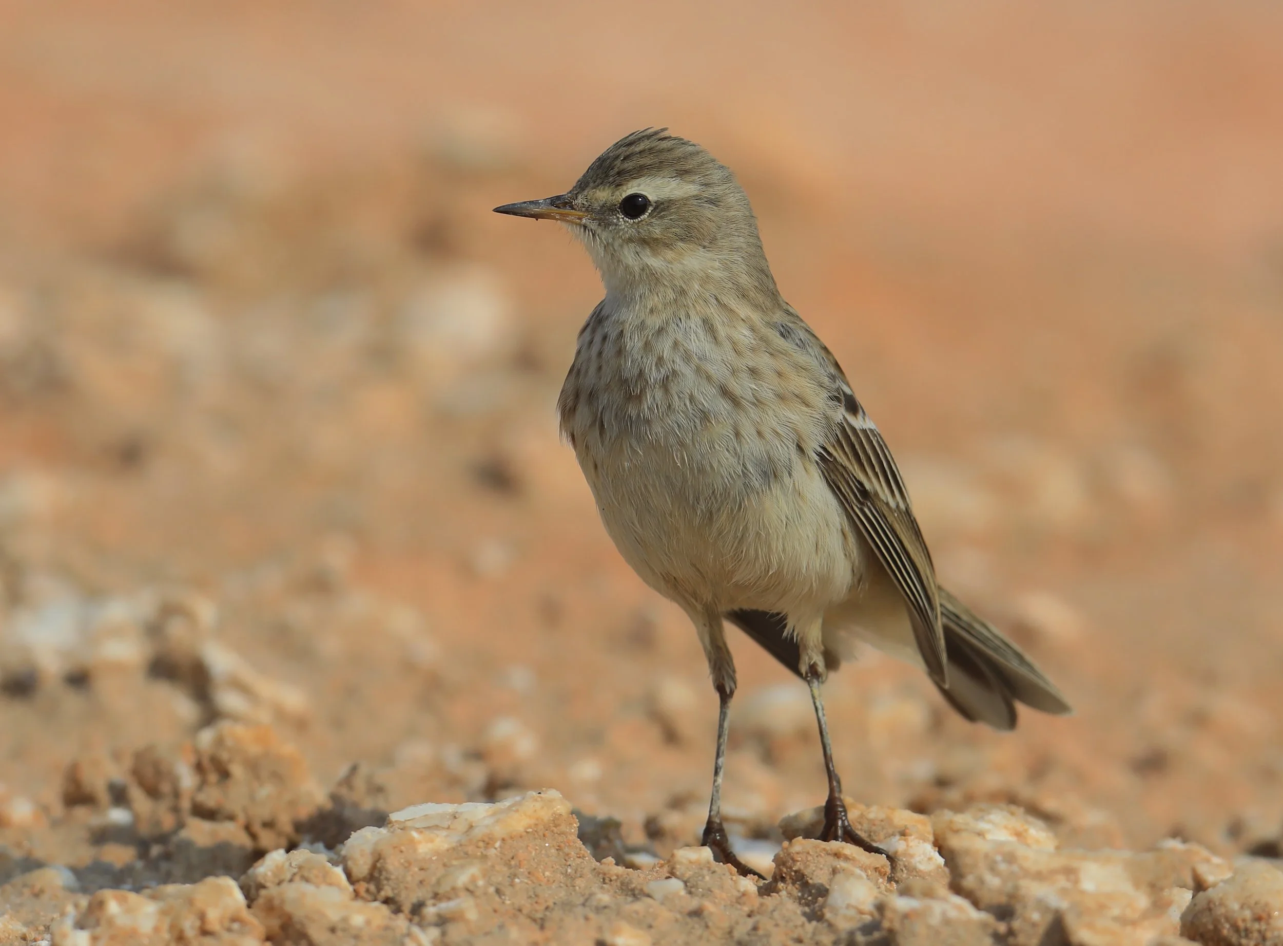 Photo Credit: Paul Kinnock